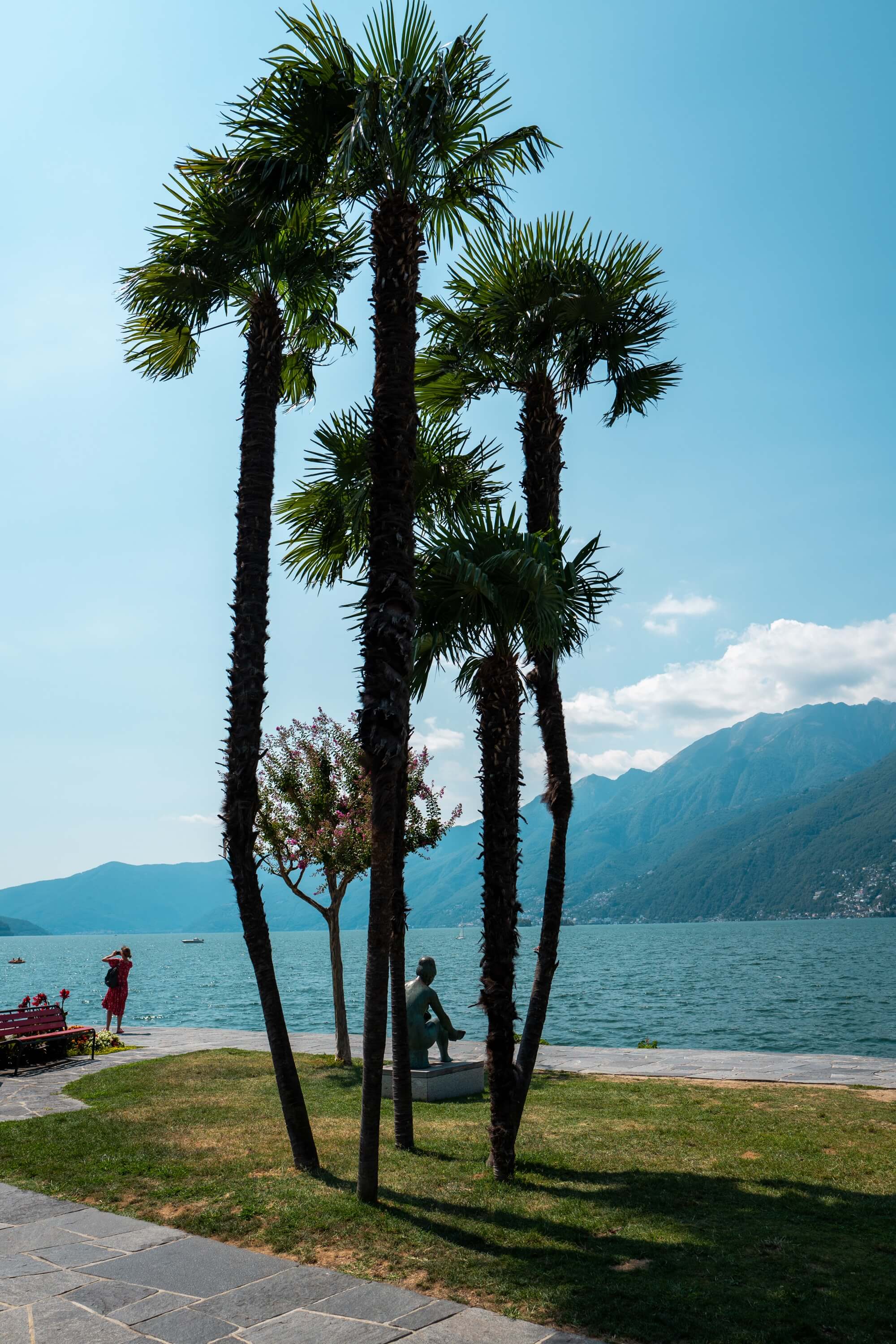 Palm trees on the lake shore