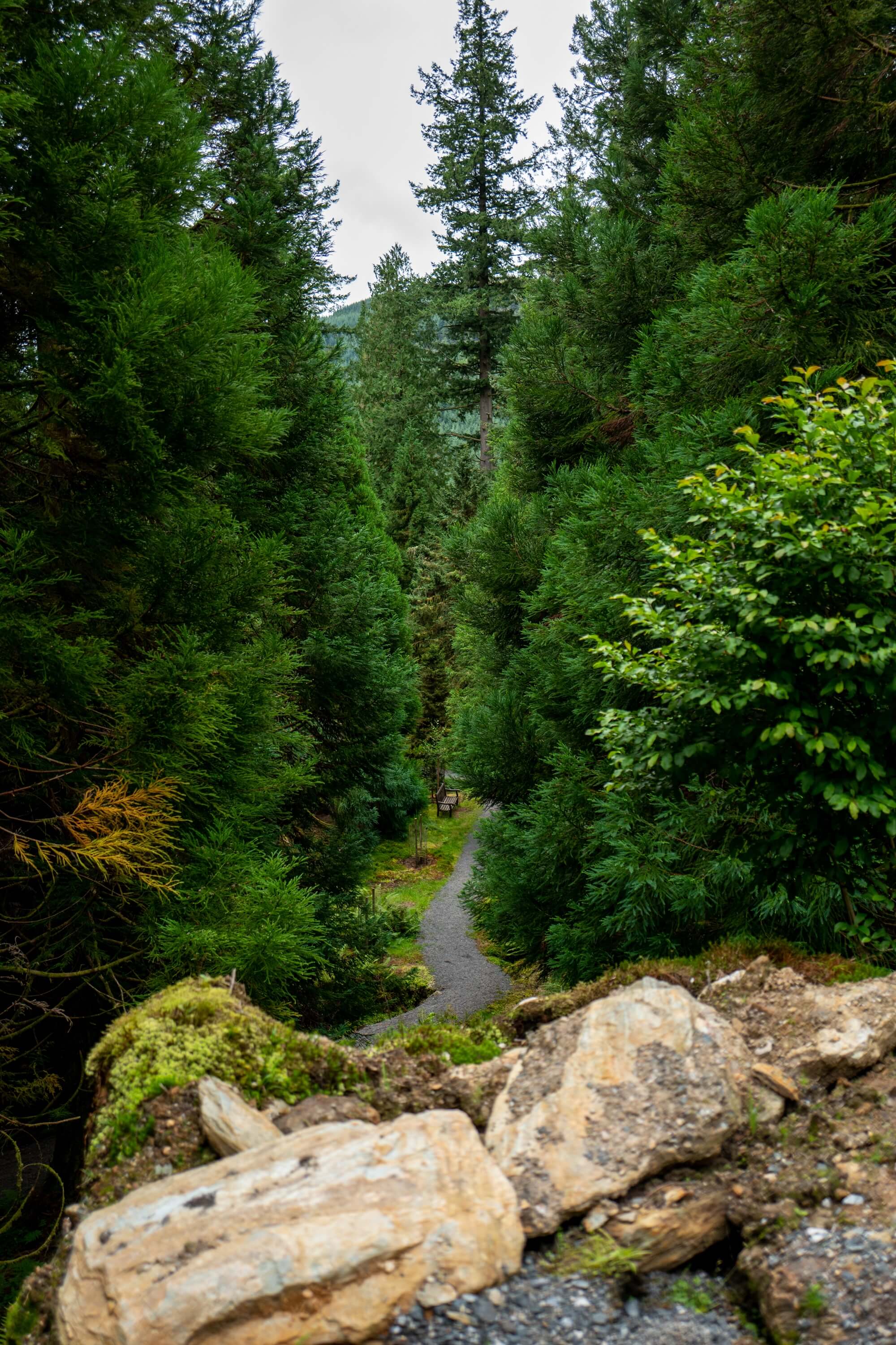 Mosses and ferns abound