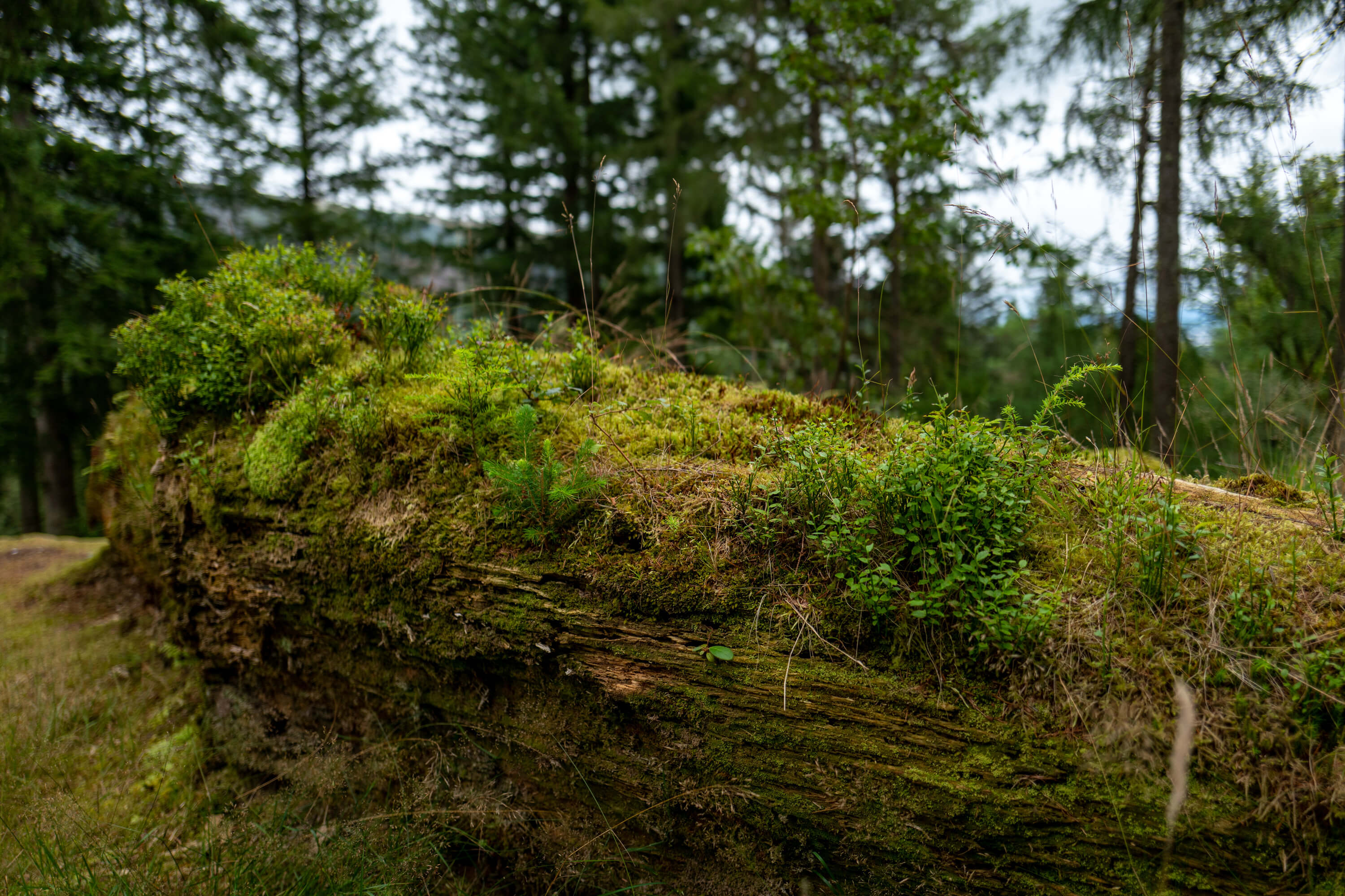 Mosses and ferns abound