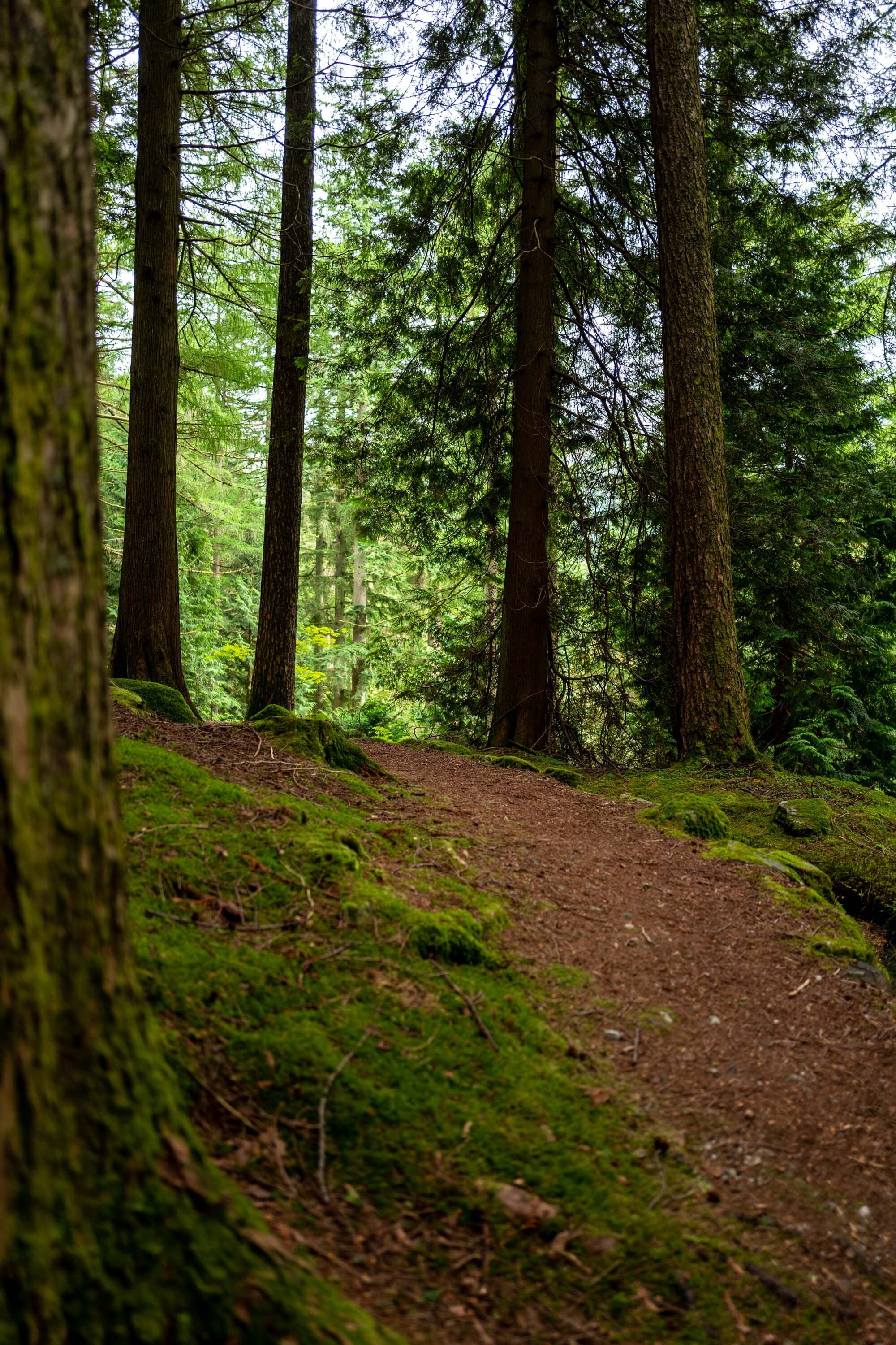 Steep paths and mossy glades