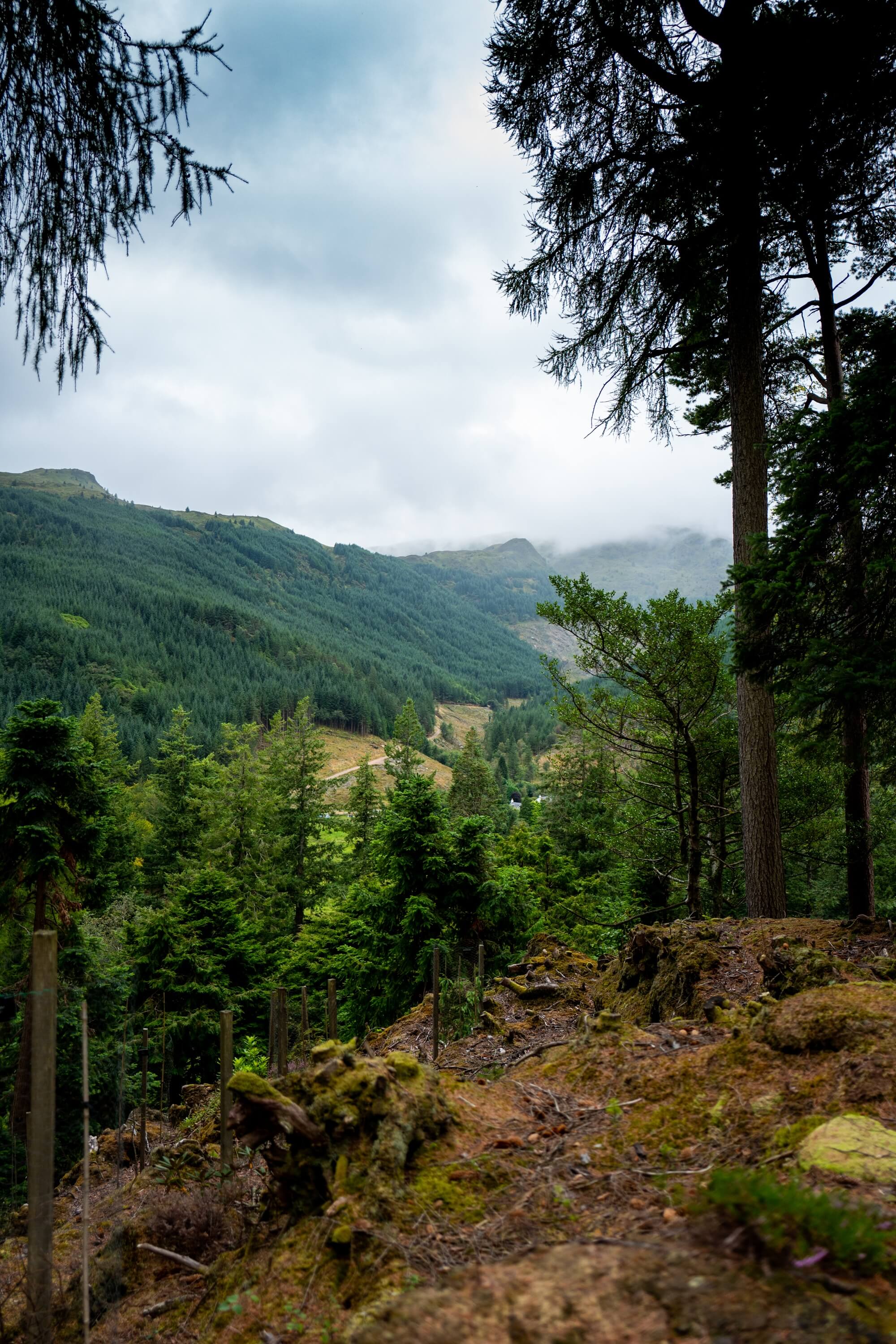 Steep paths and mossy glades