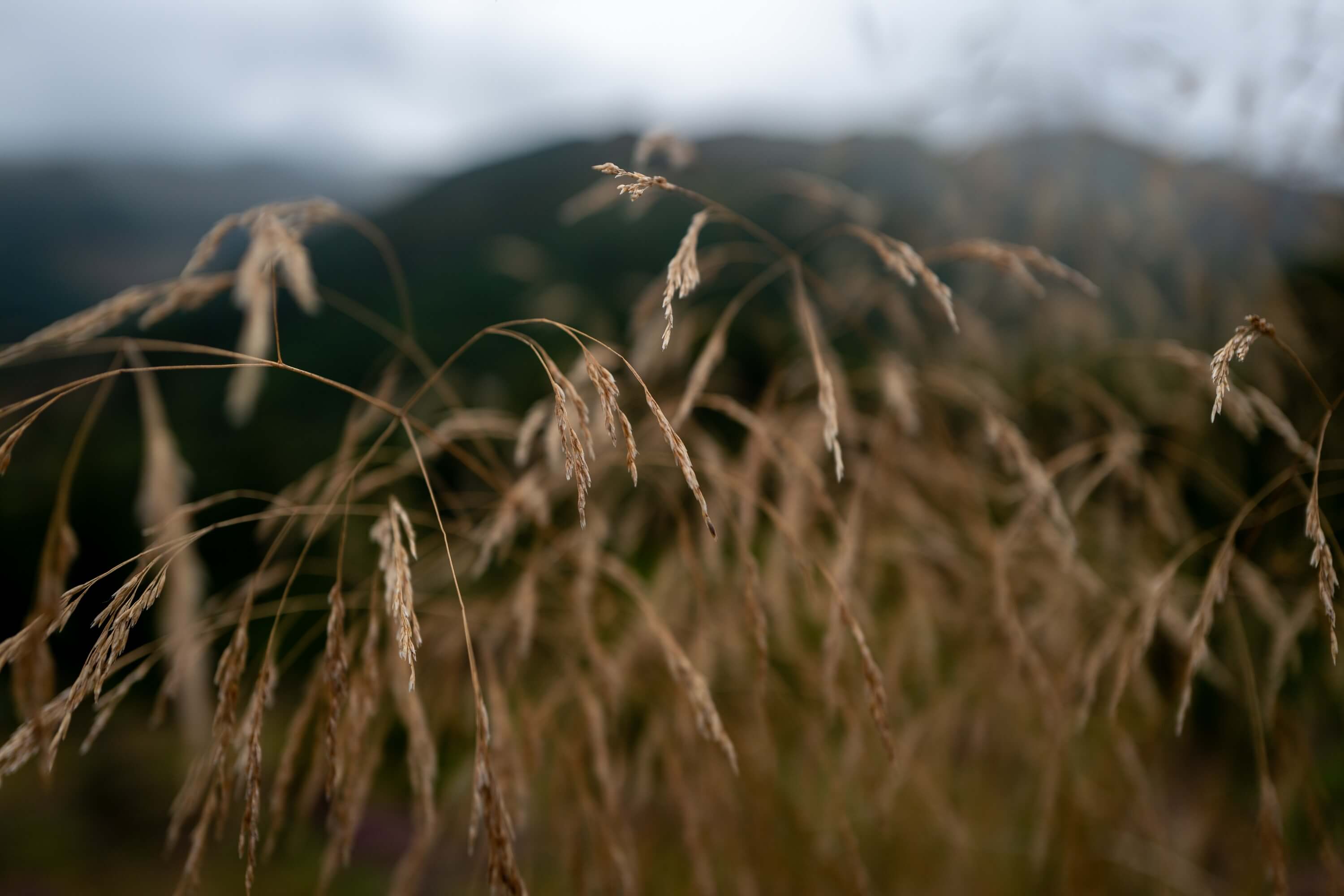 Grasses
