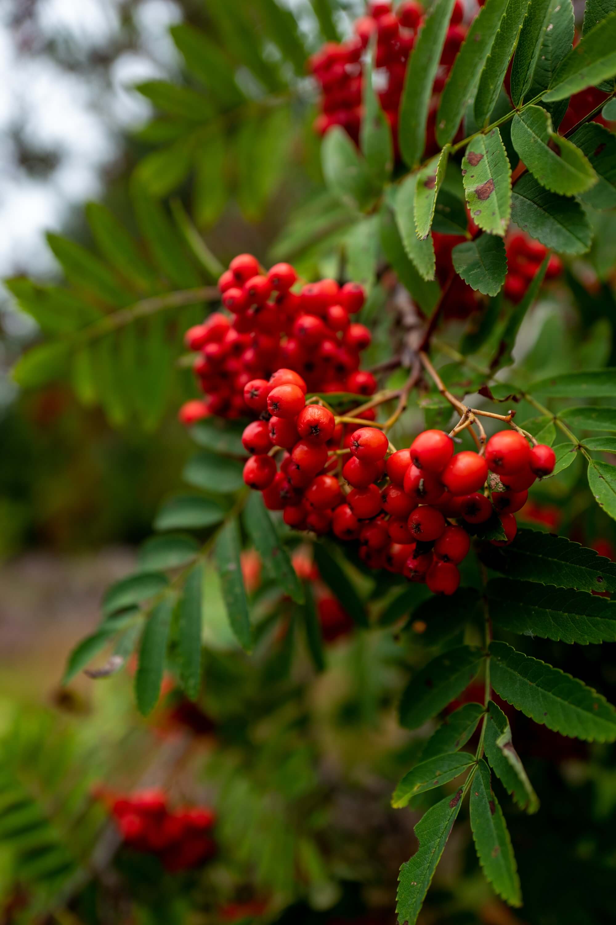 Berries and Autumn foliage make a colourful scene