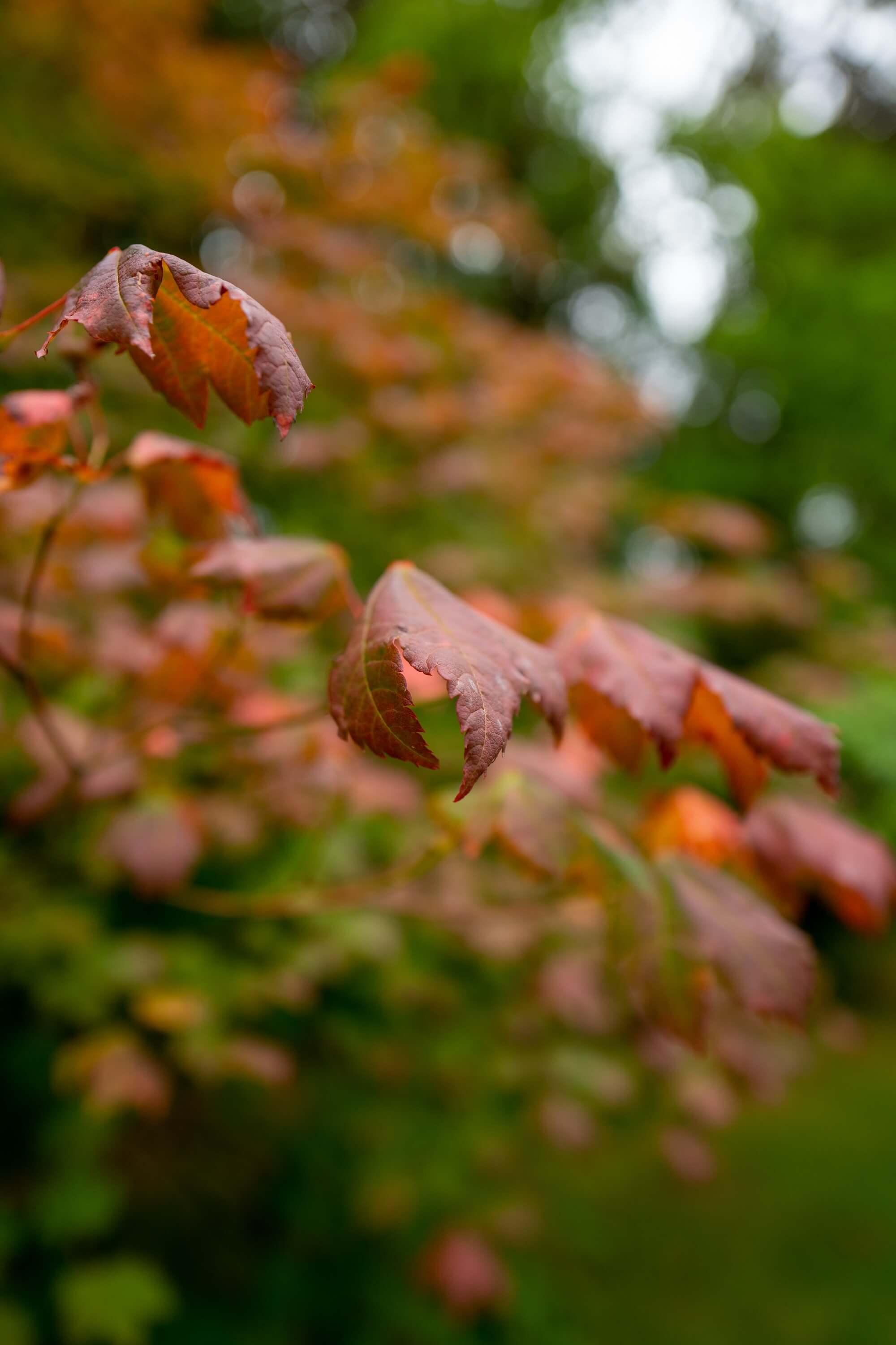 Berries and Autumn foliage make a colourful scene