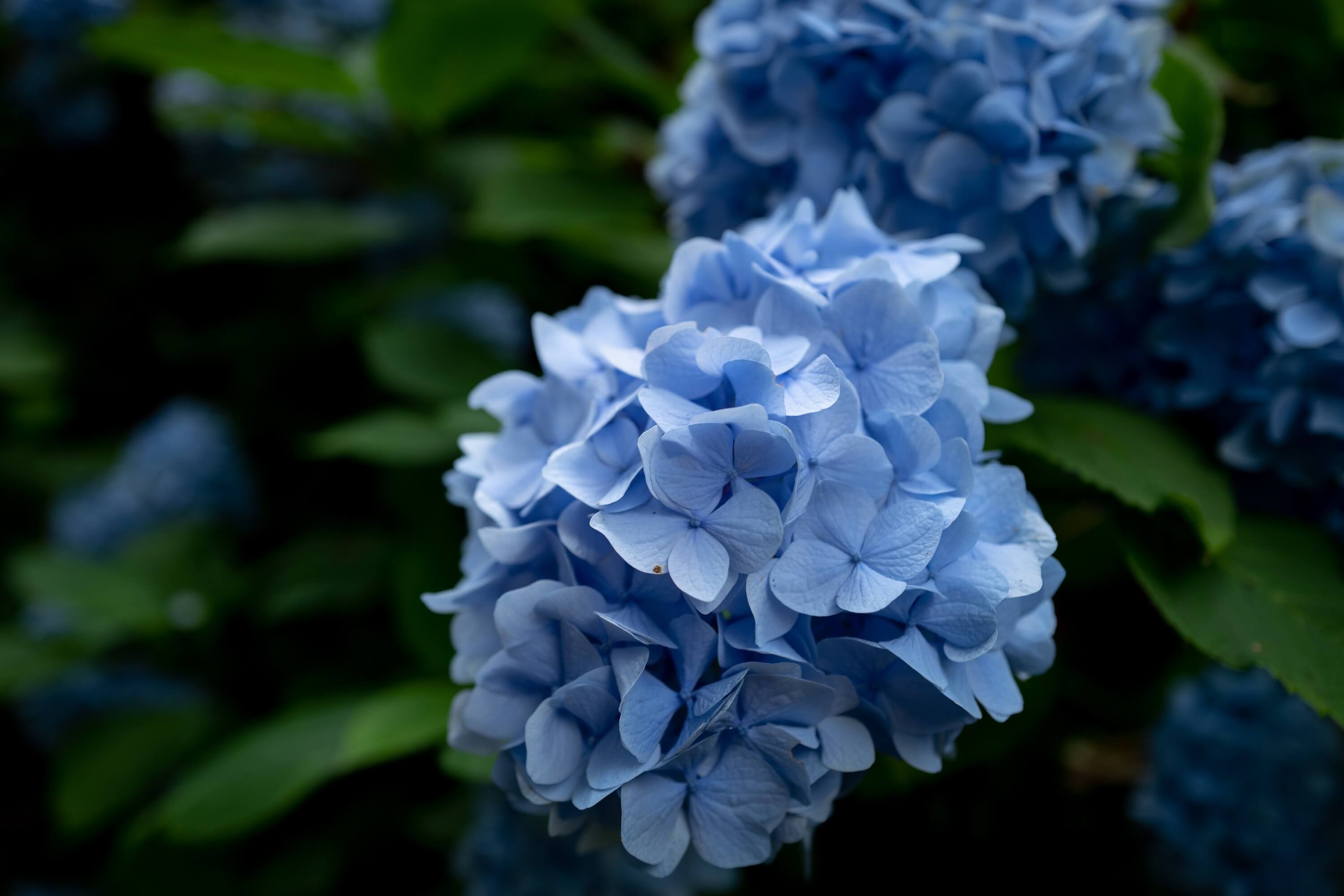 Hydrangea make a colourful scene>