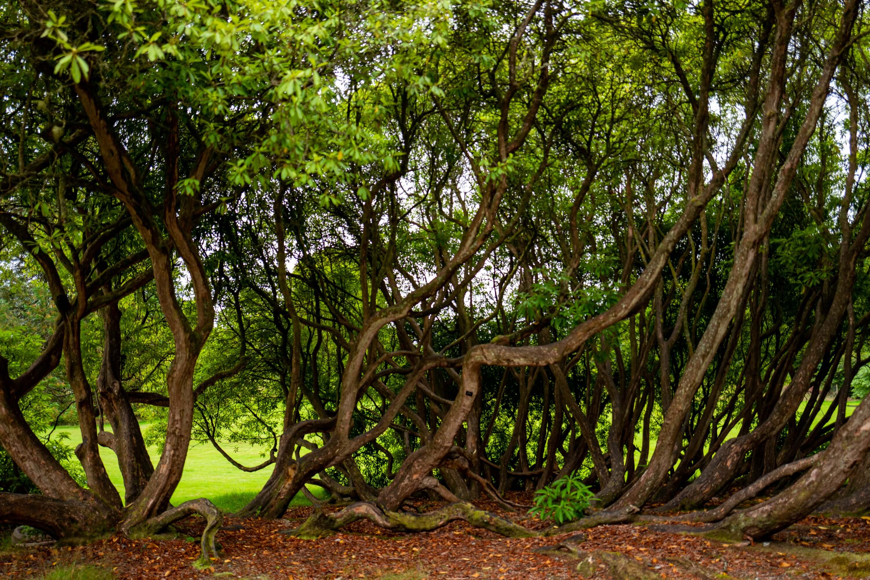 Benmore boasts one of the finest collections of Rhododendrons with over 300 species