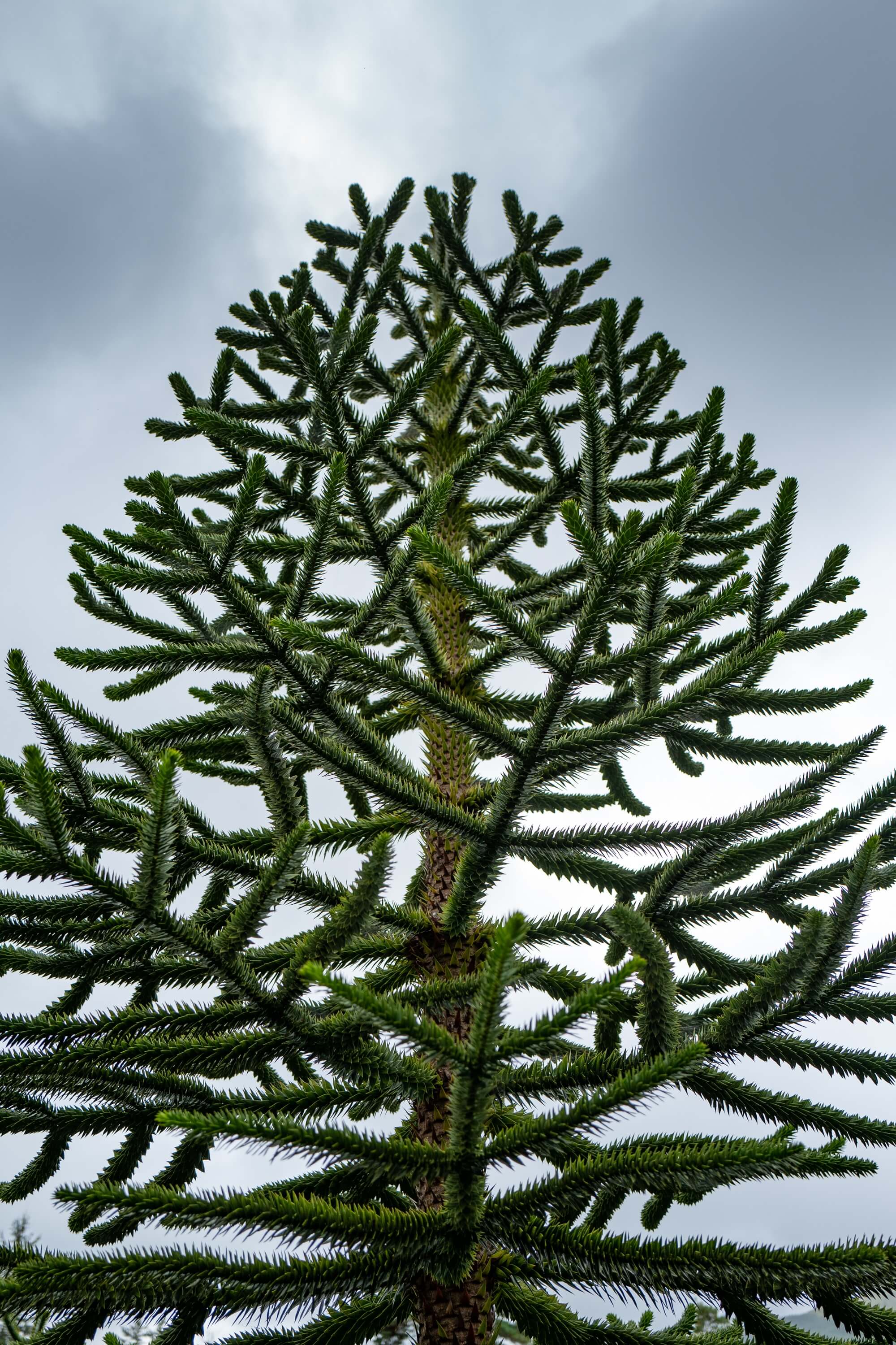 The amazing Chilean Monkey Puzzle trees