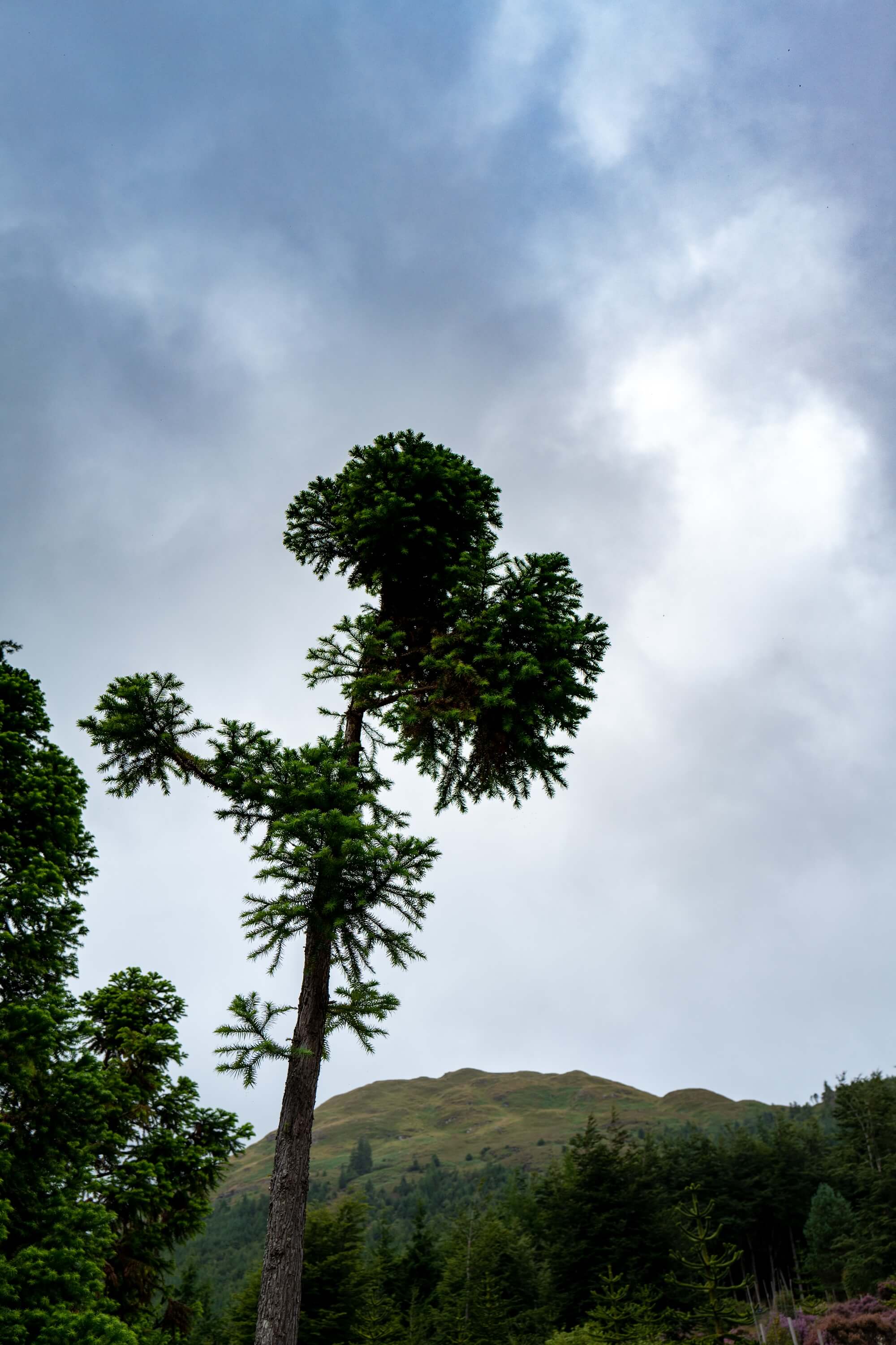 The amazing Chilean Monkey Puzzle trees