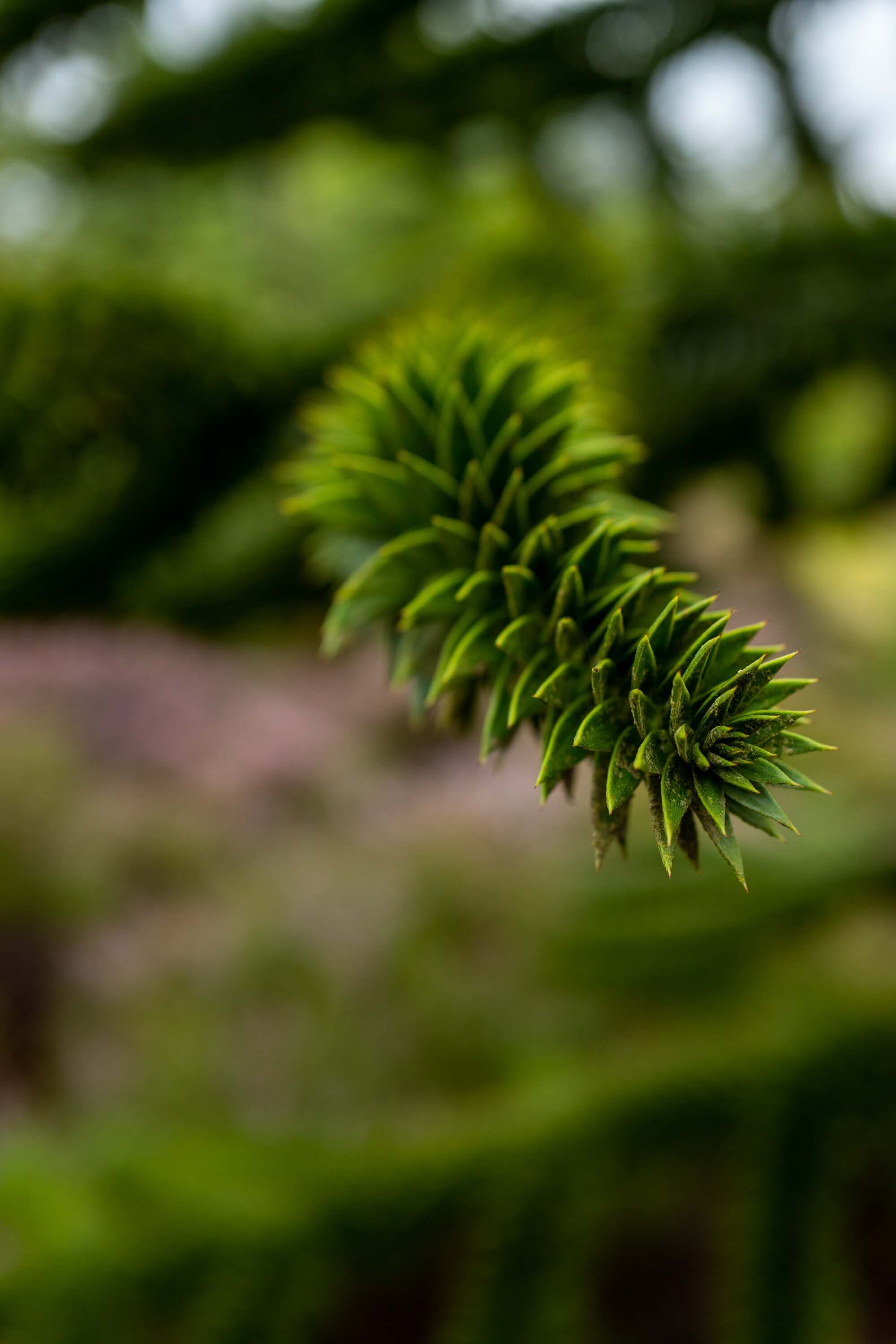 The amazing Chilean Monkey Puzzle trees