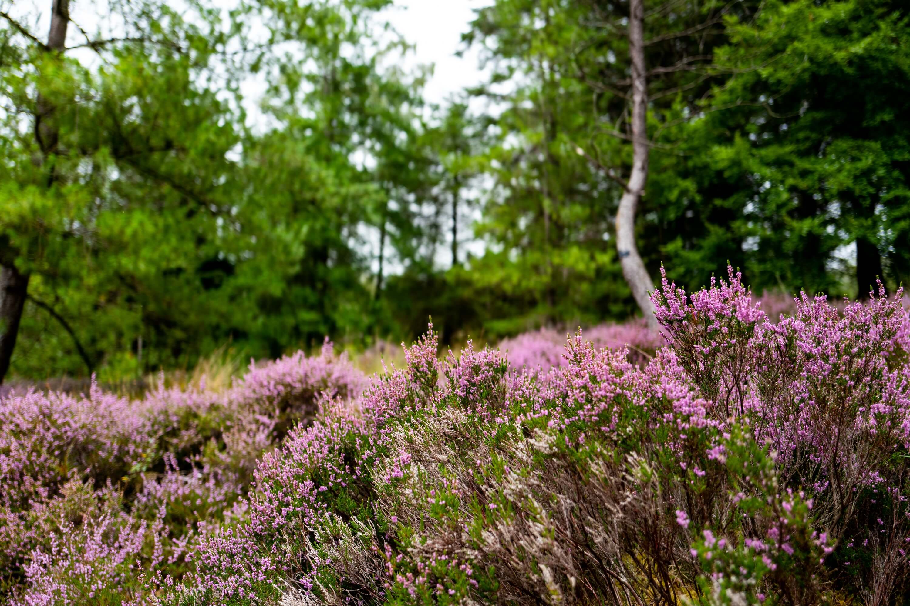Bright heathers cover the hillsides