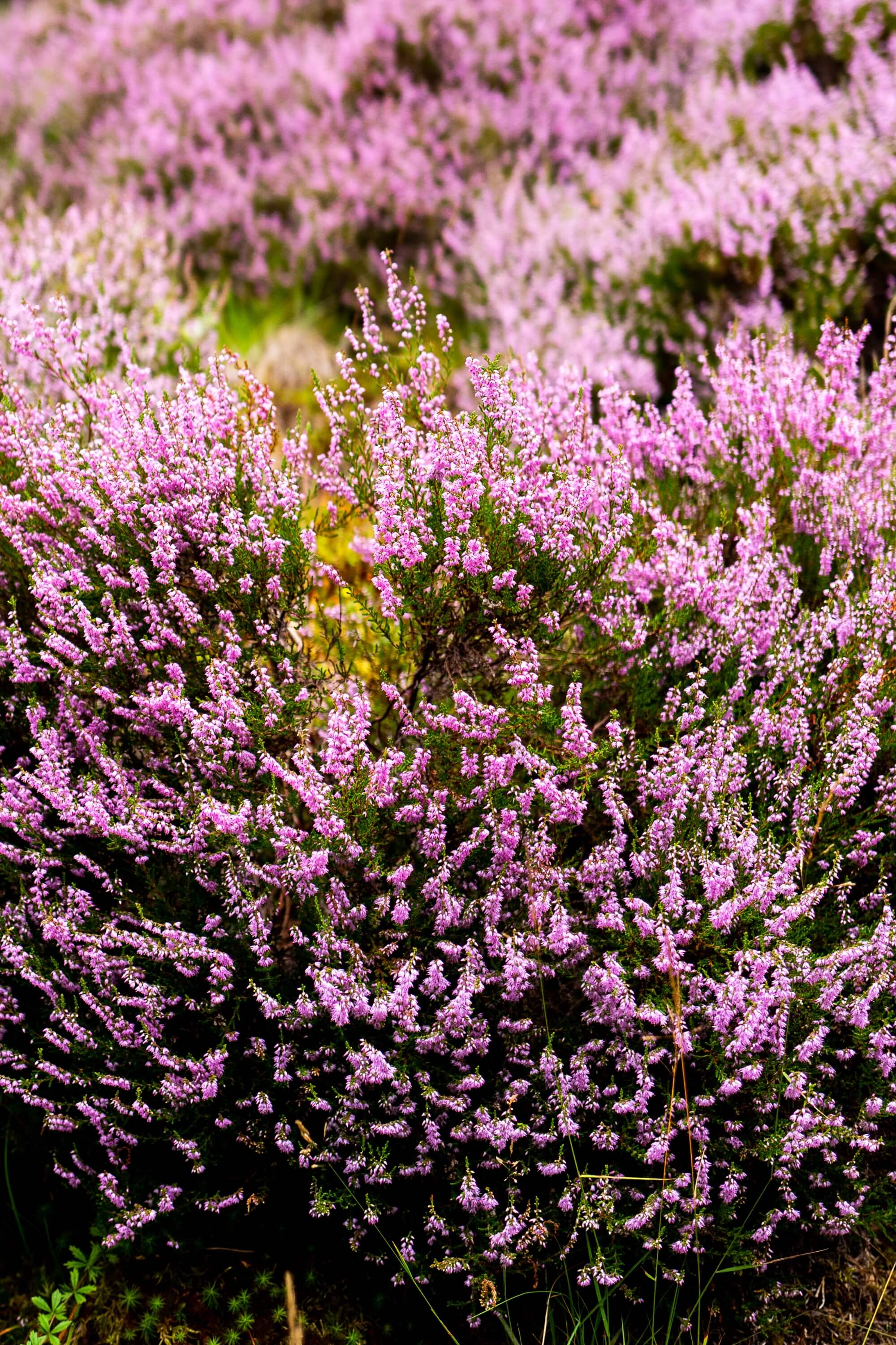 Bright heathers cover the hillsides
