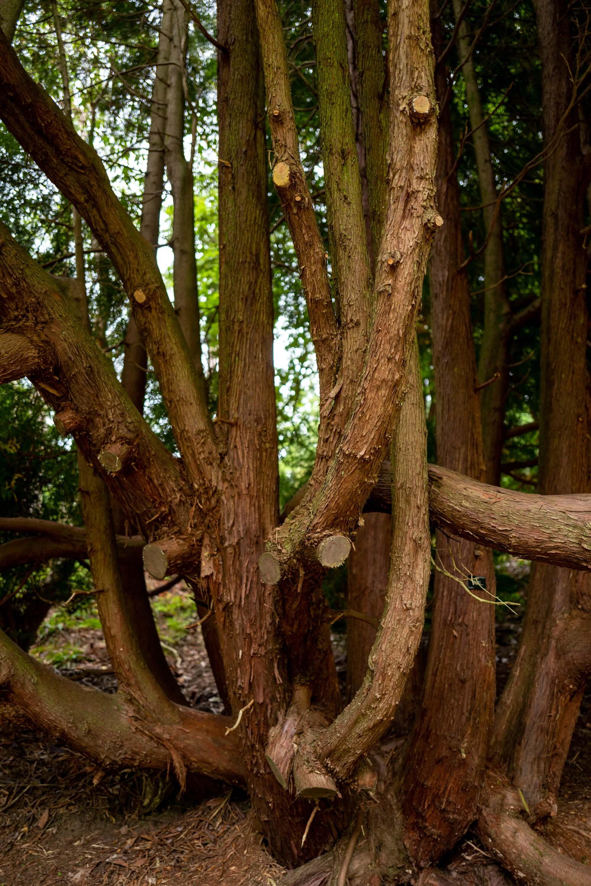 Benmore boasts one of the finest collections of Rhododendrons with over 300 species