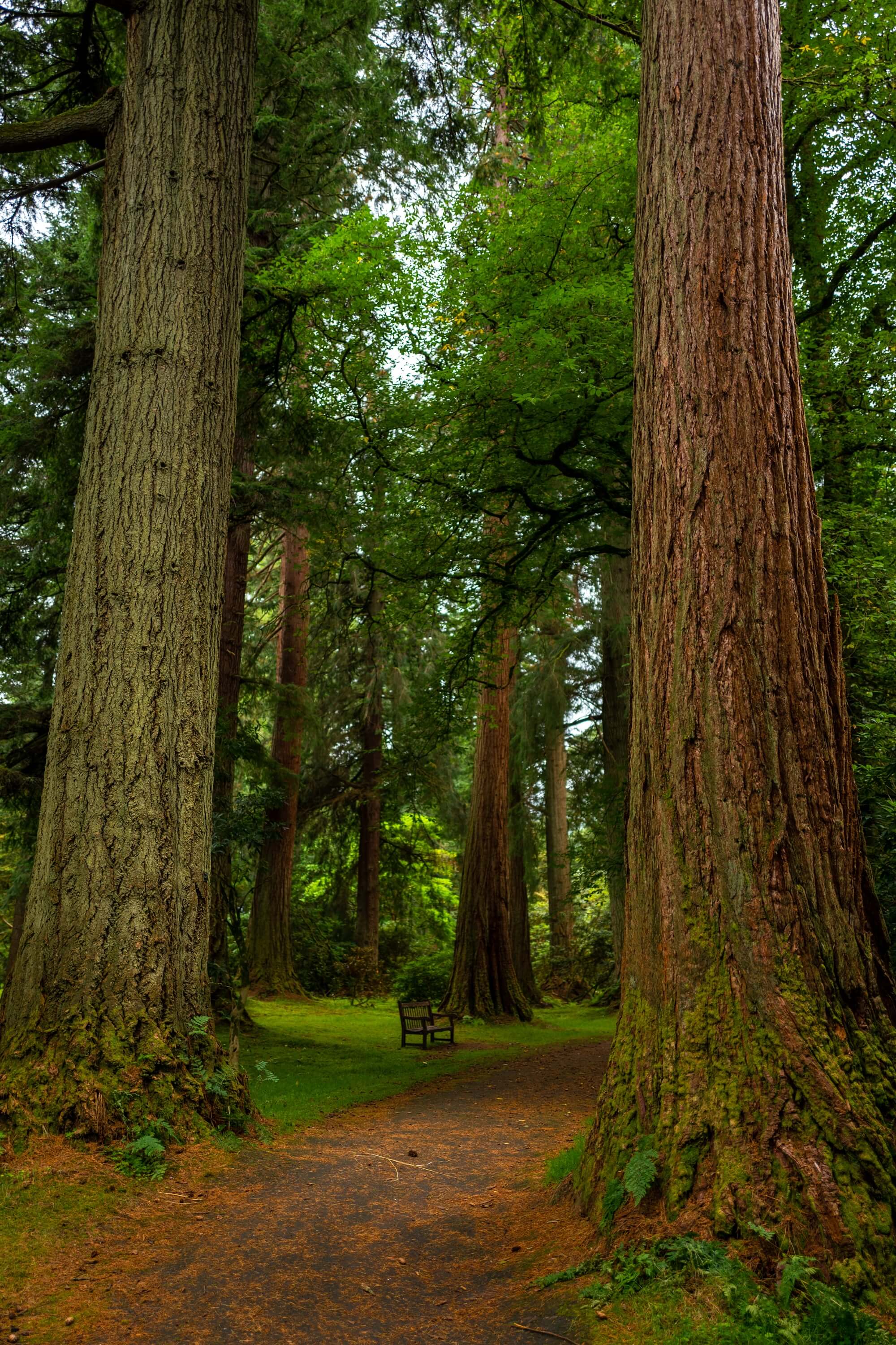 The spectacular 150 year old Redwood Avenue