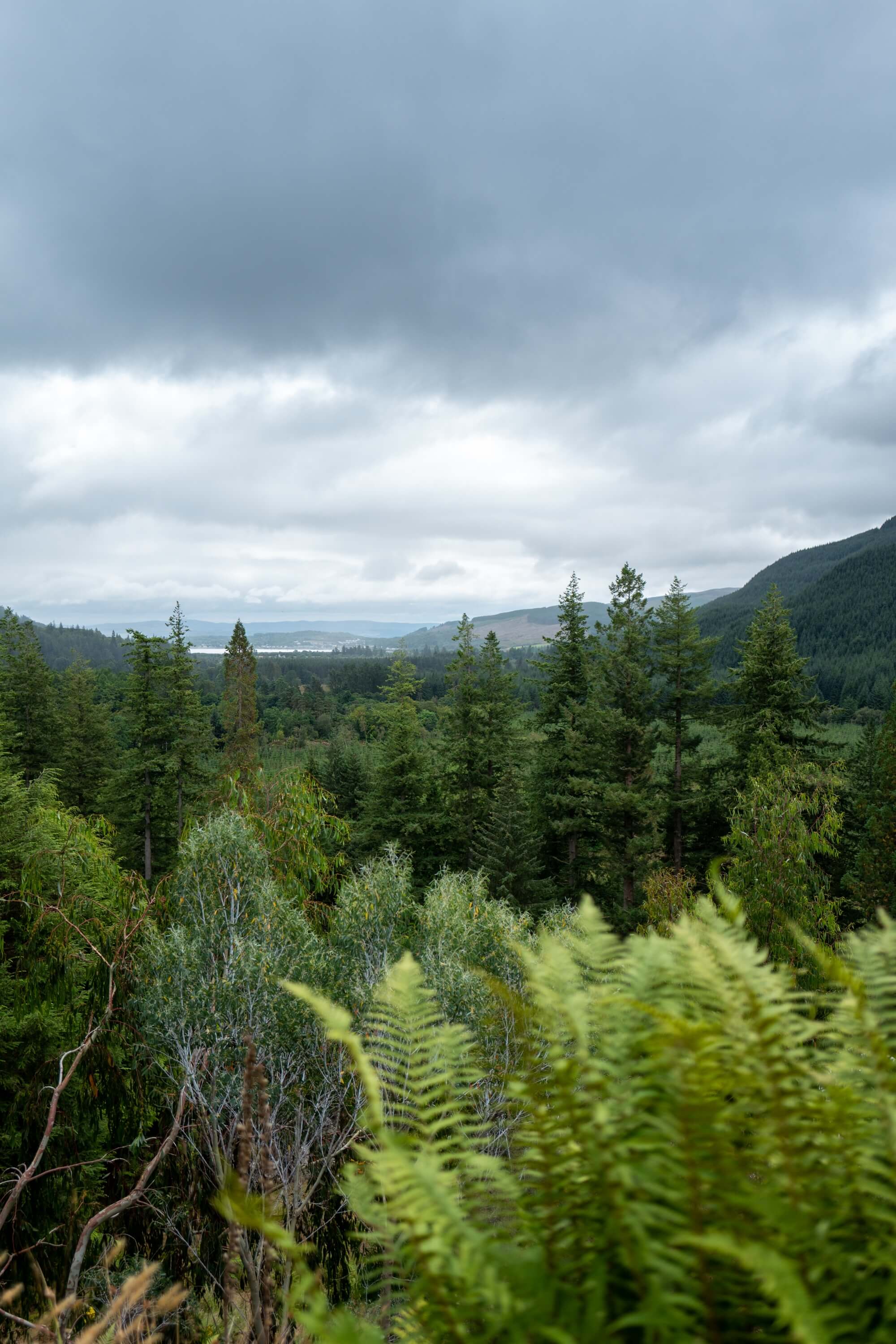 Mosses and ferns abound