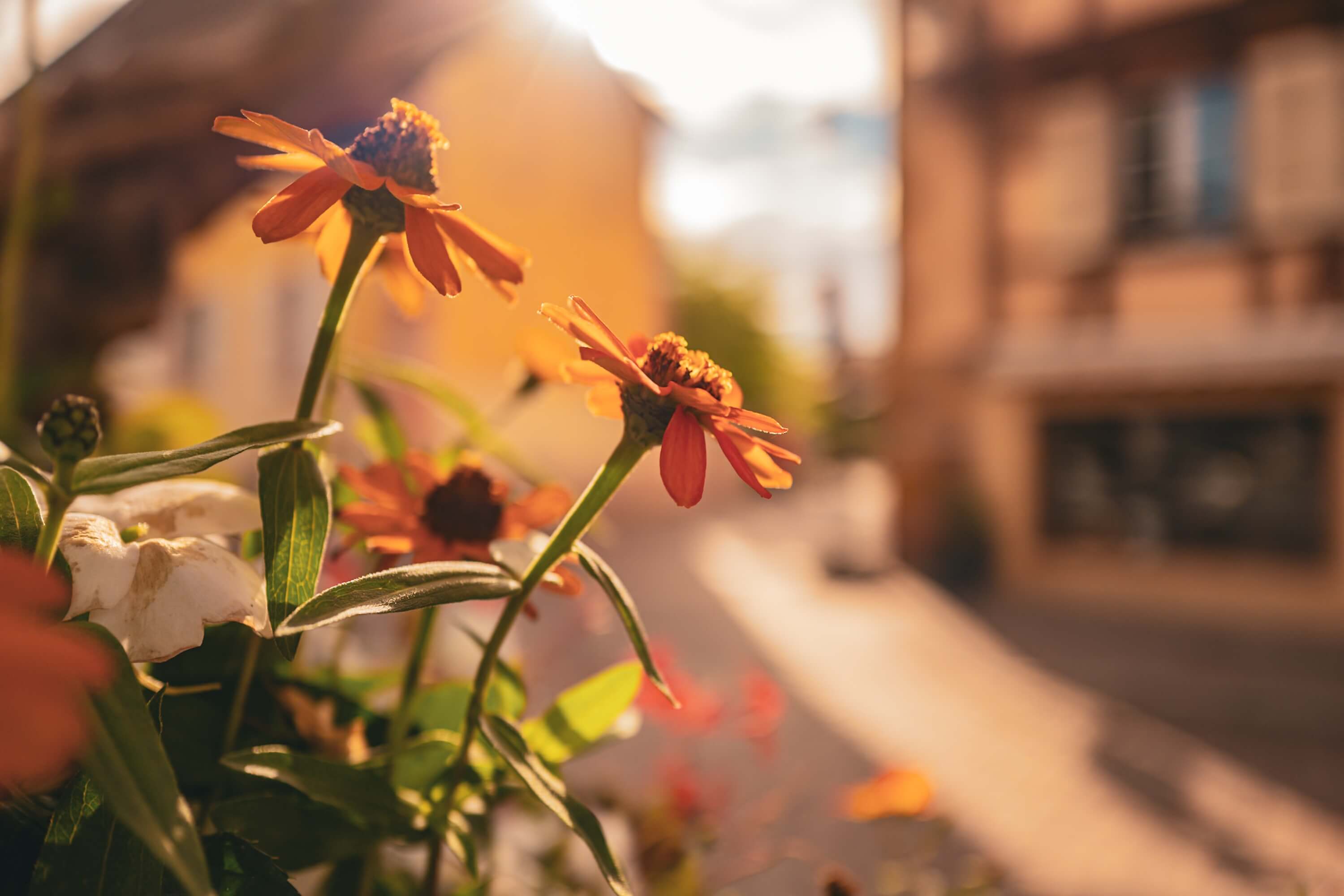 Close up of flowers