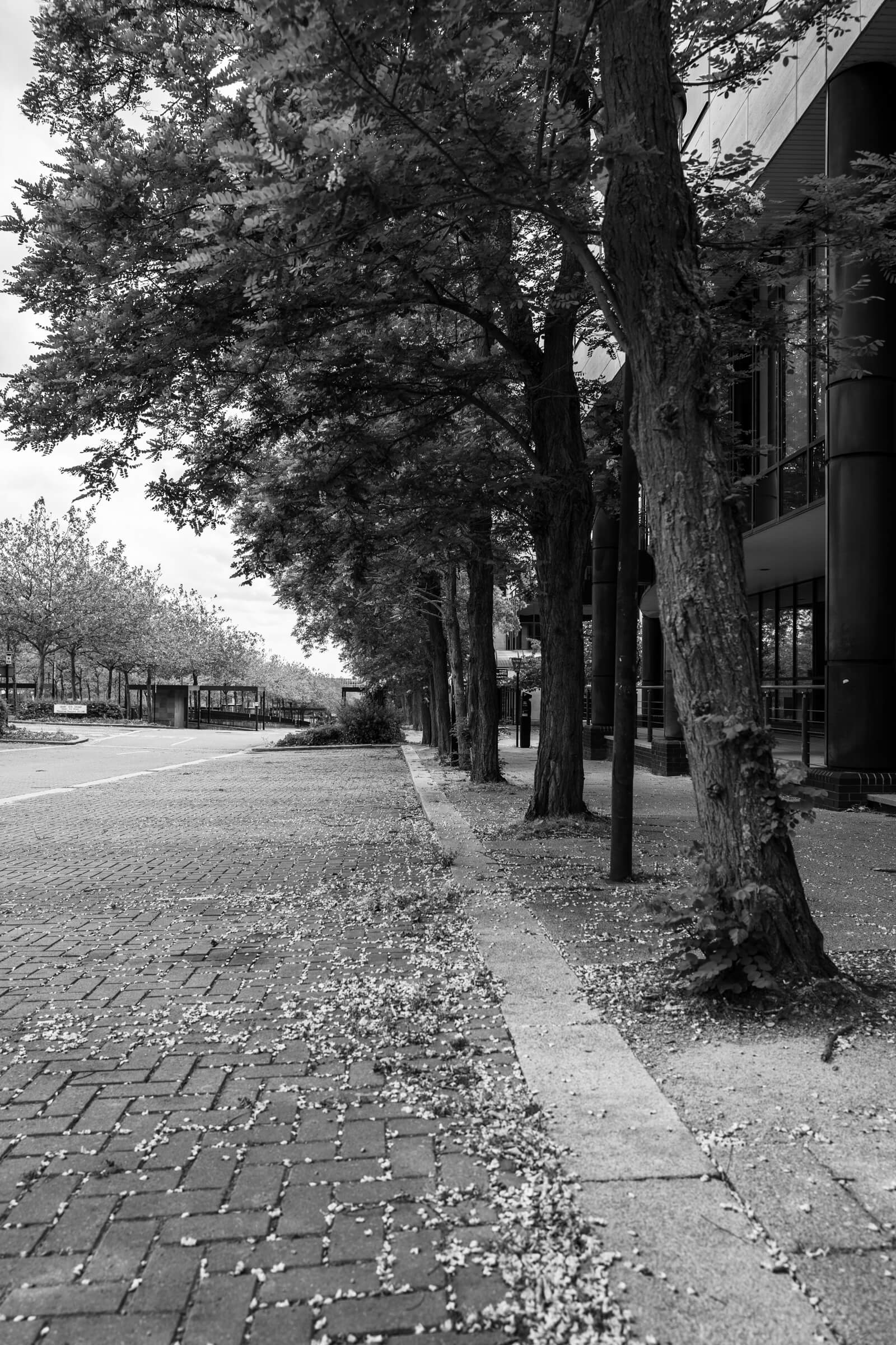 Empty car parks full of fallen leaves and pine cones