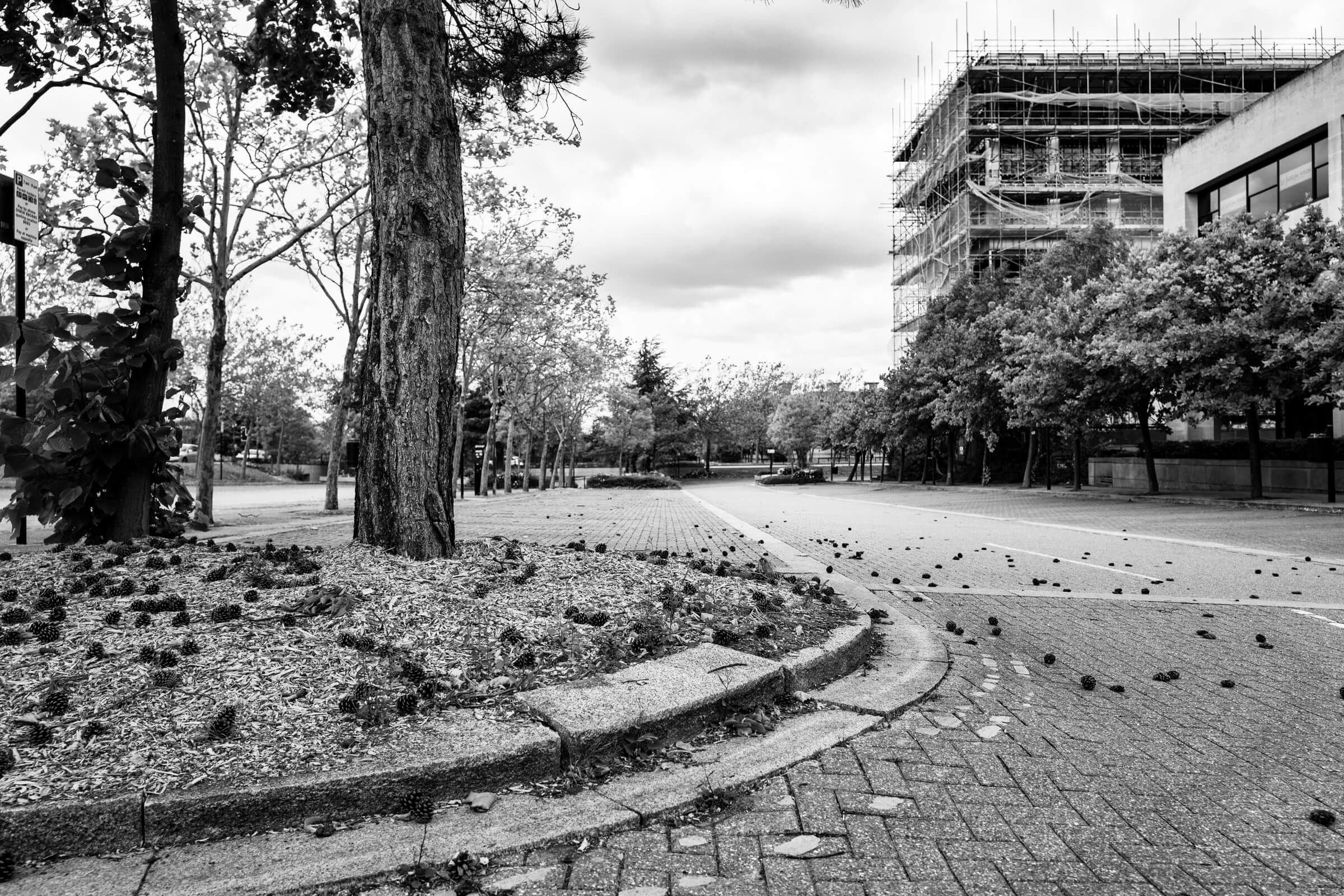 Empty car parks full of fallen leaves and pine cones