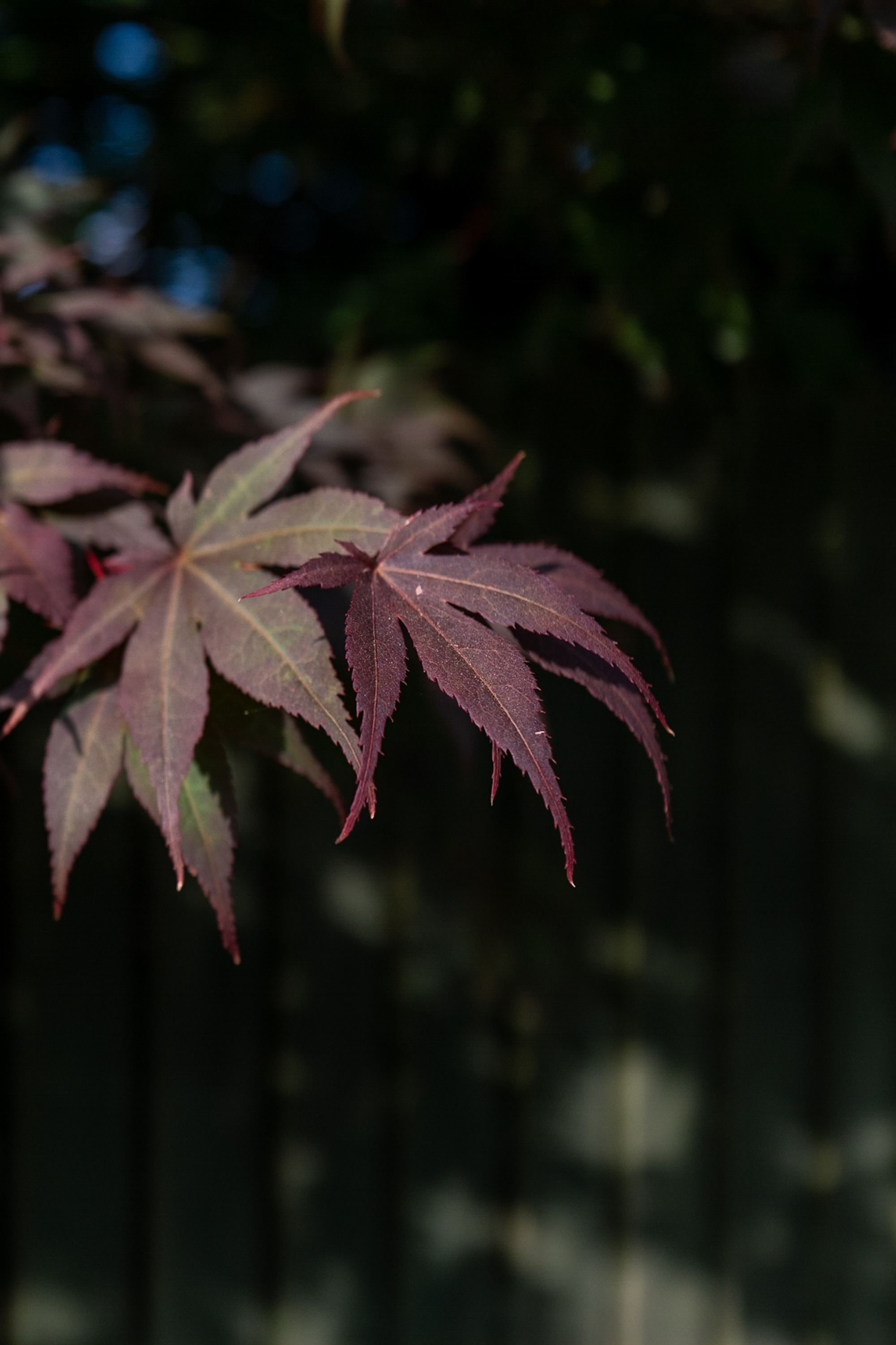 Dappled light on the maples