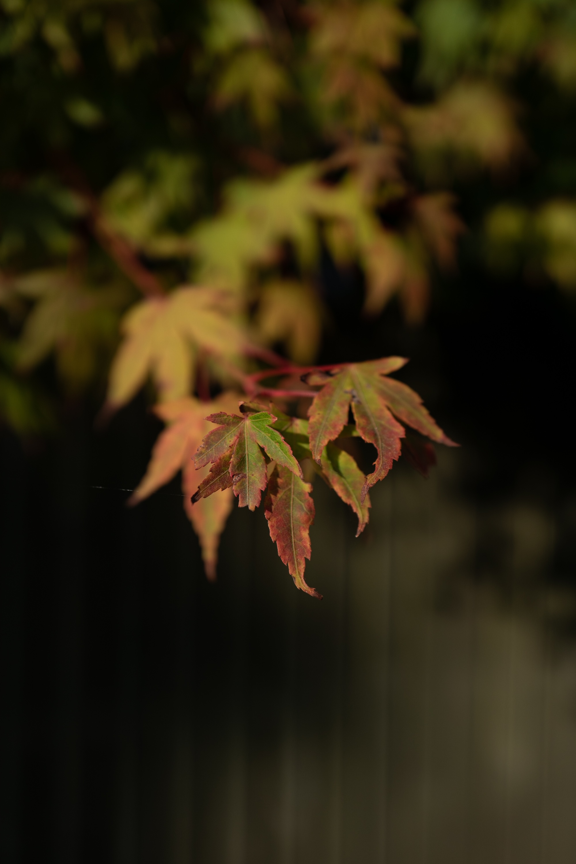 Dappled light on the maples