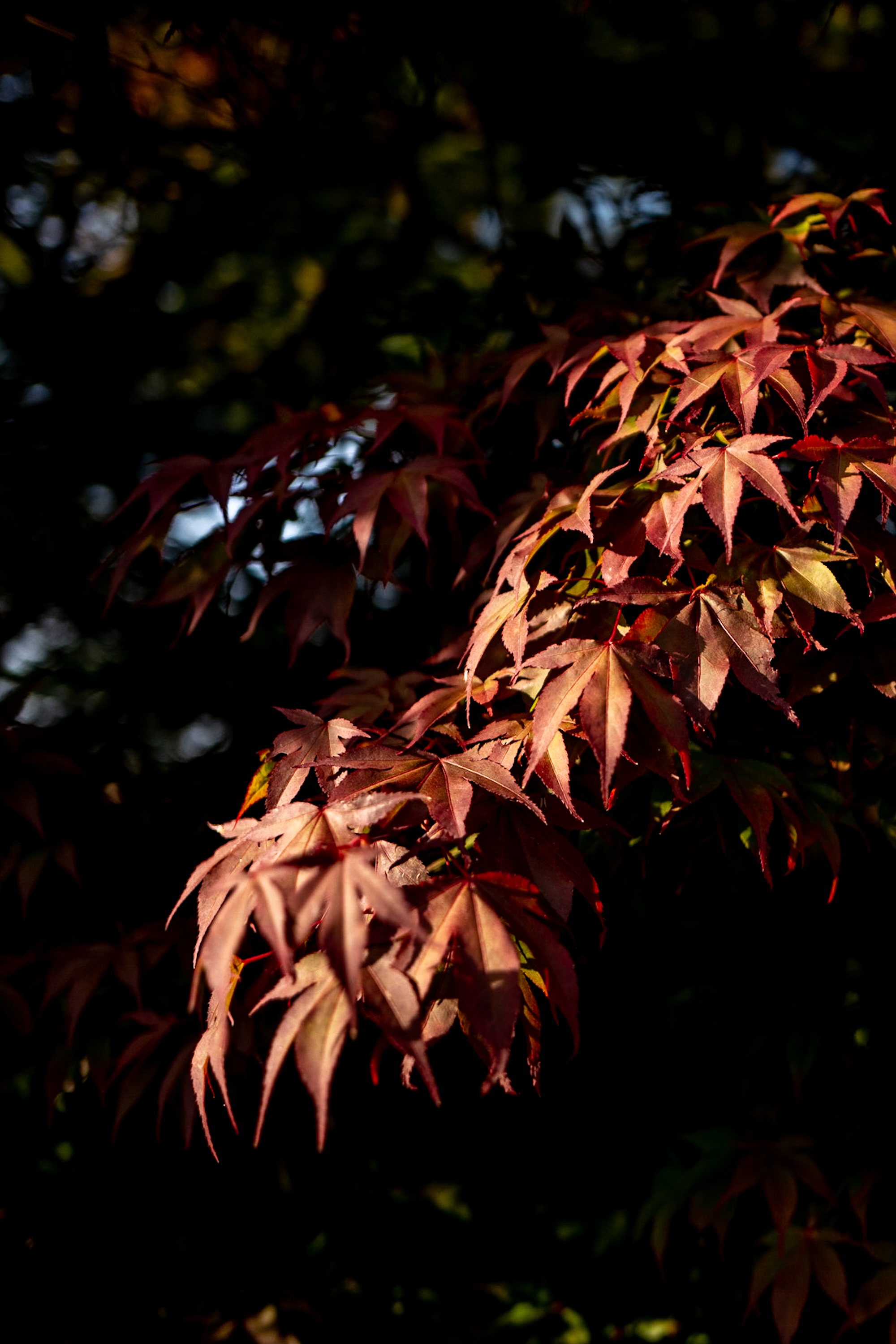 Dappled light on the maples