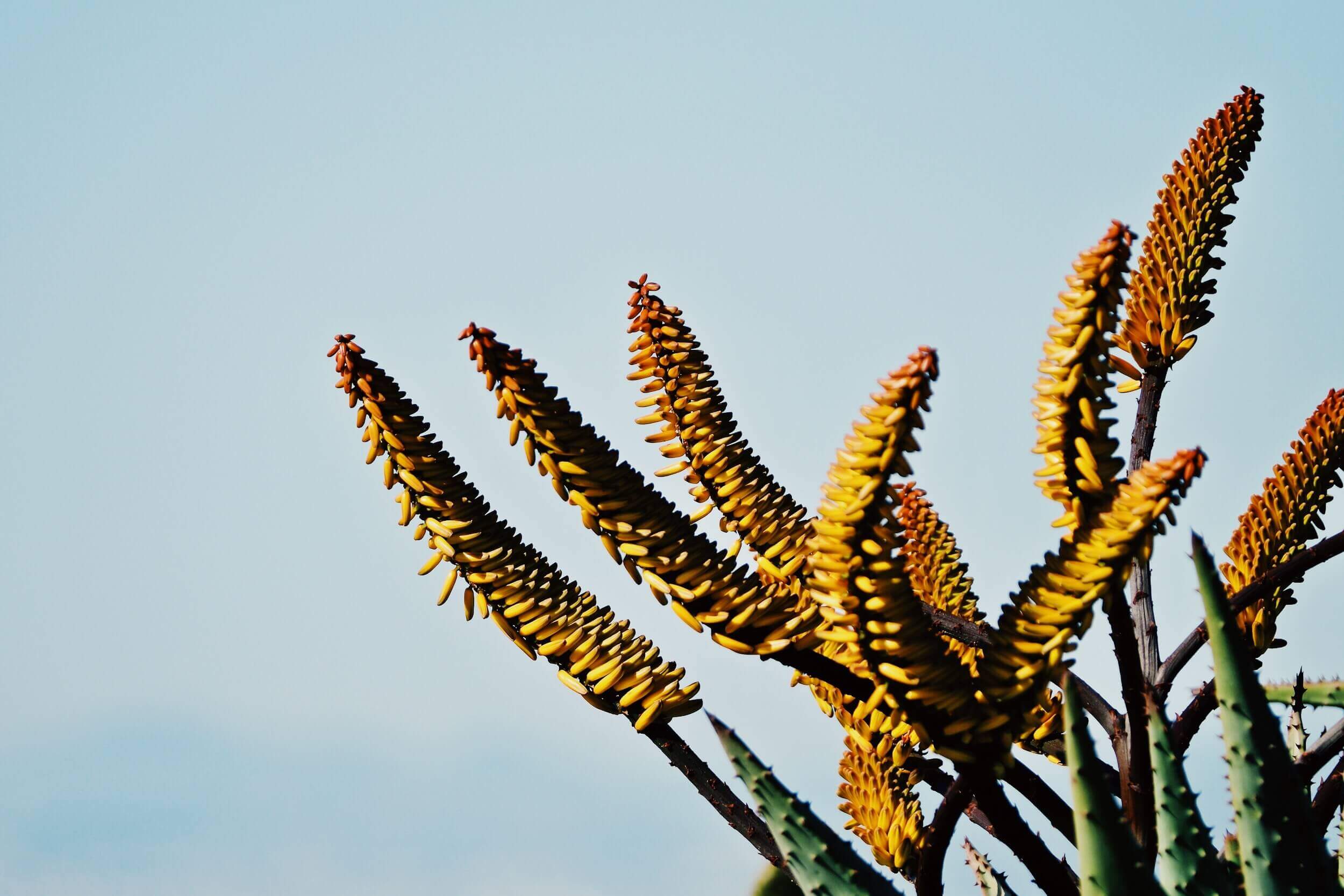 Èze Exotic Garden