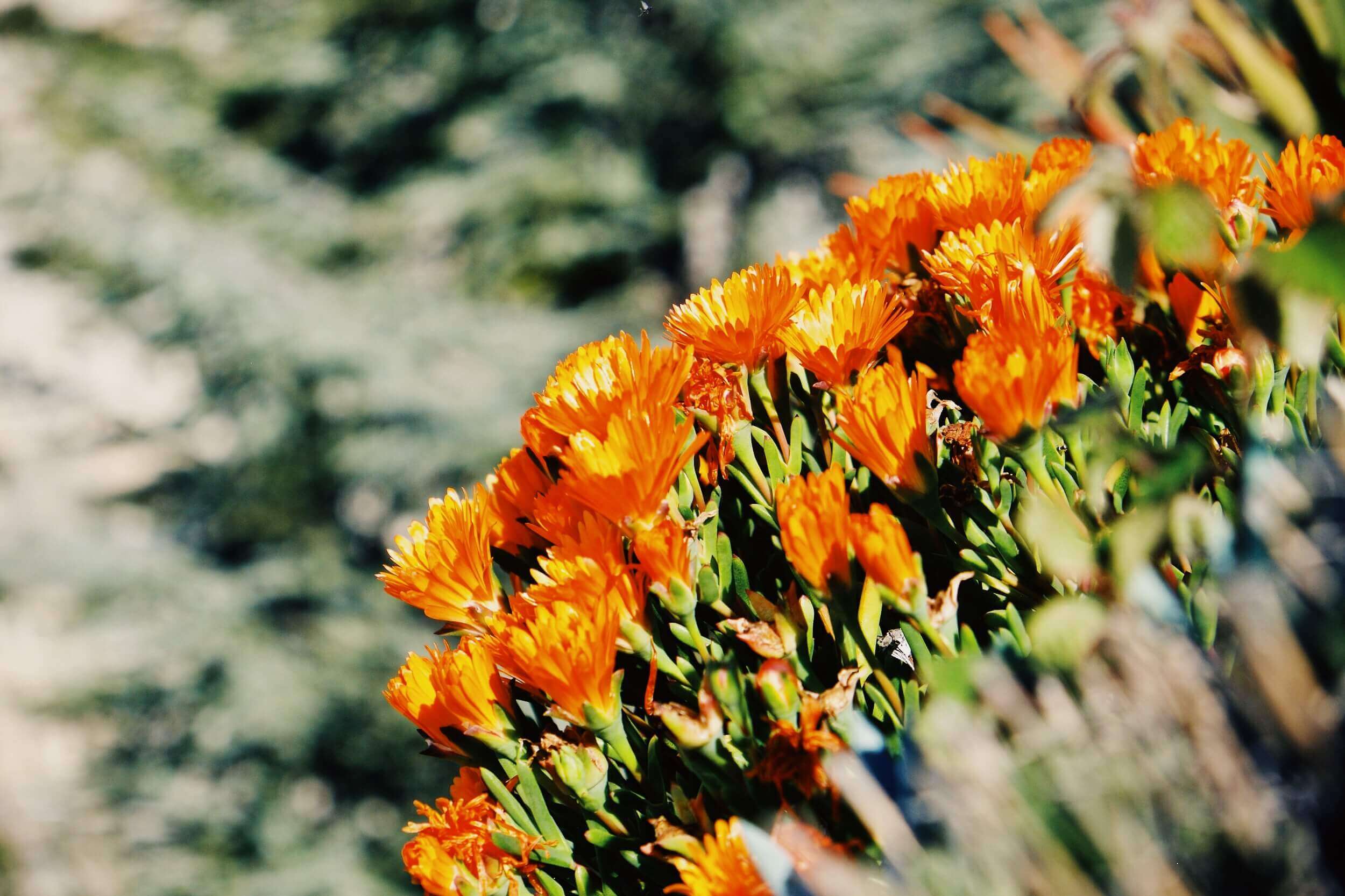 Èze Exotic Garden