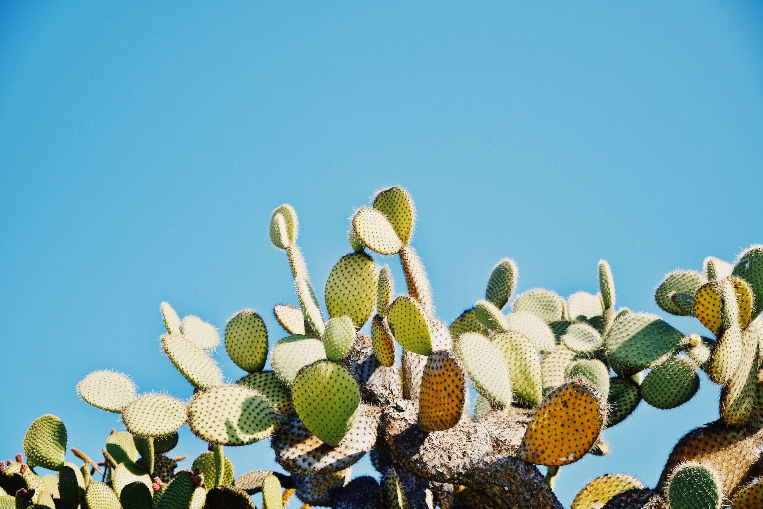 Èze Exotic Garden