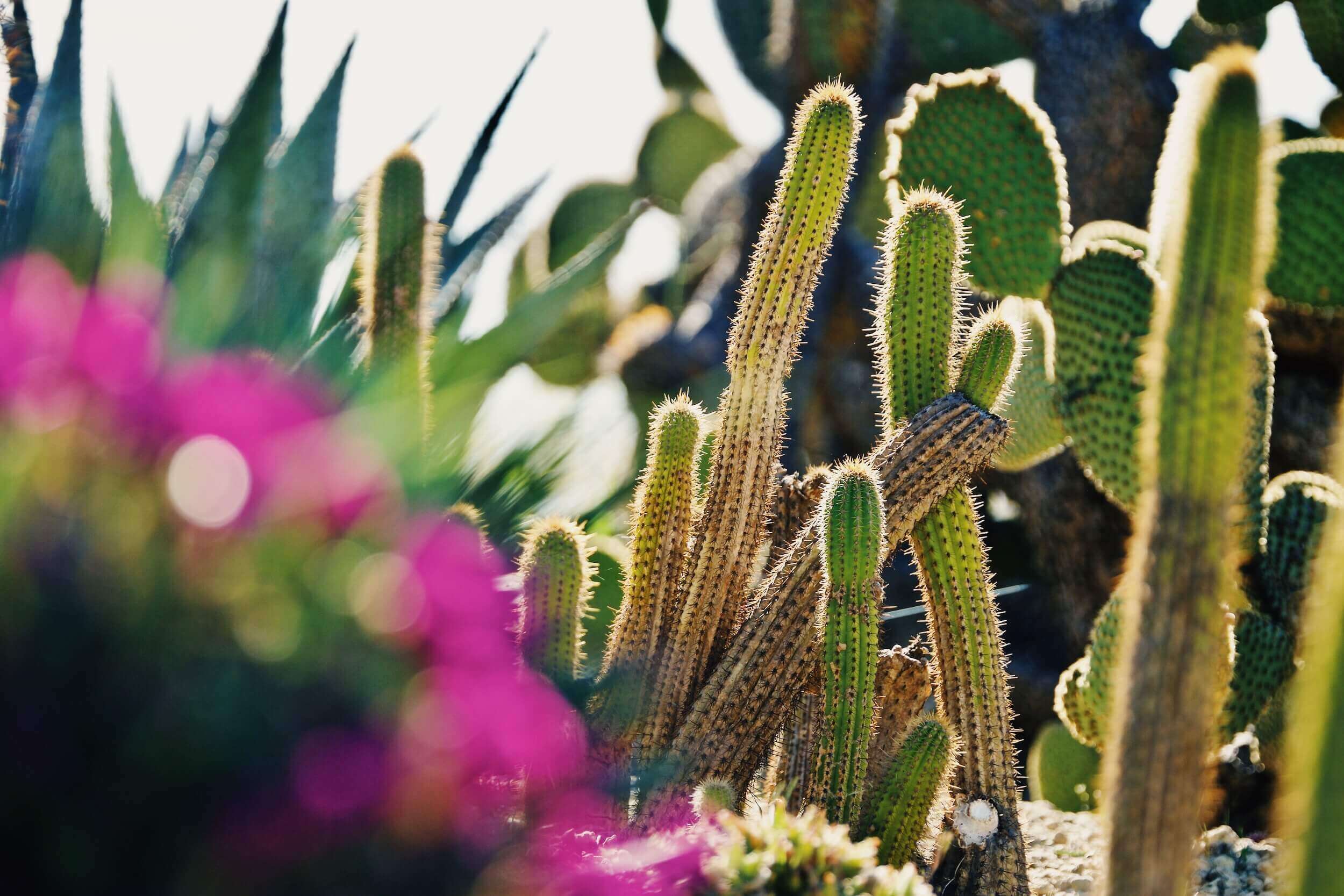 Èze Exotic Garden