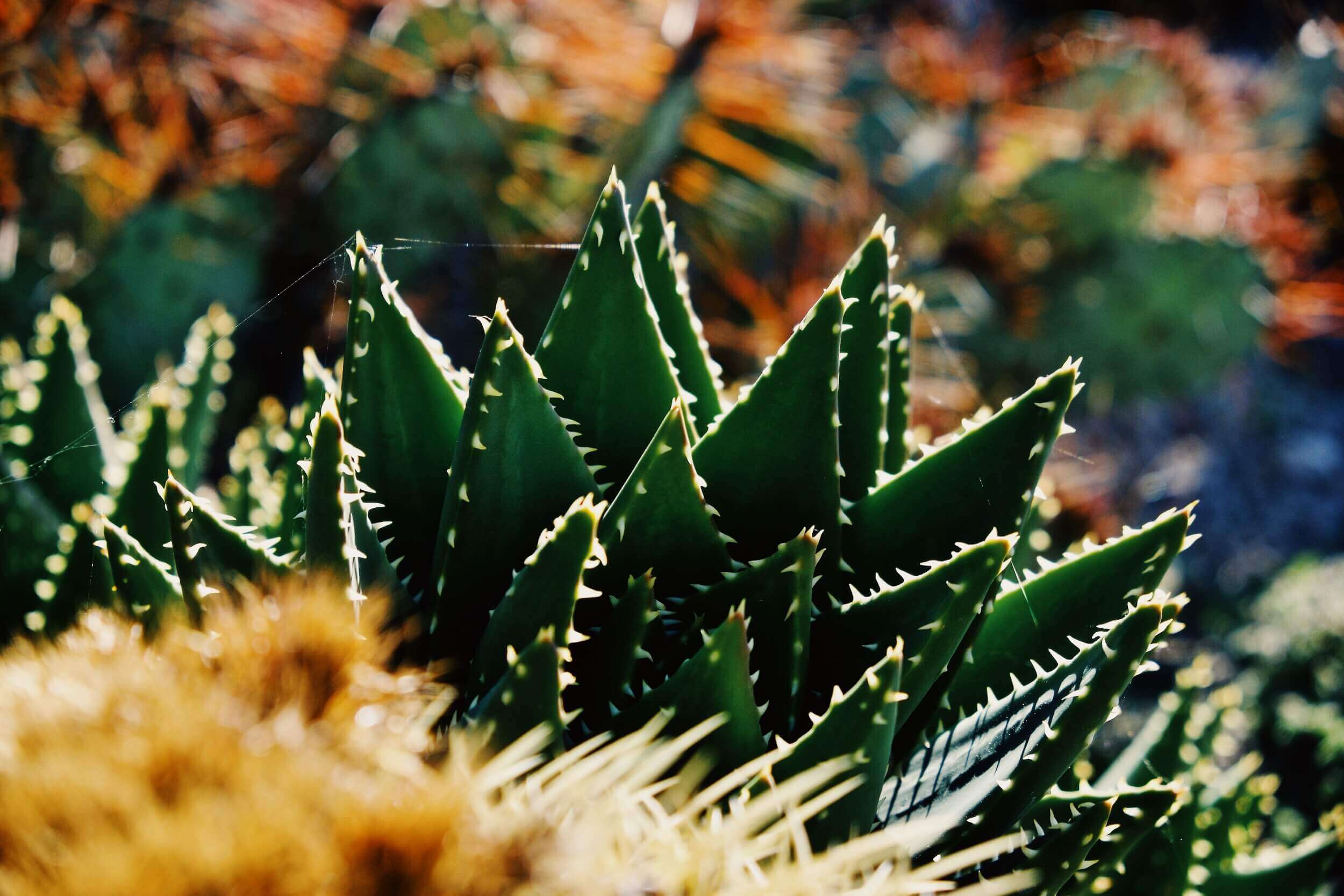 Èze Exotic Garden
