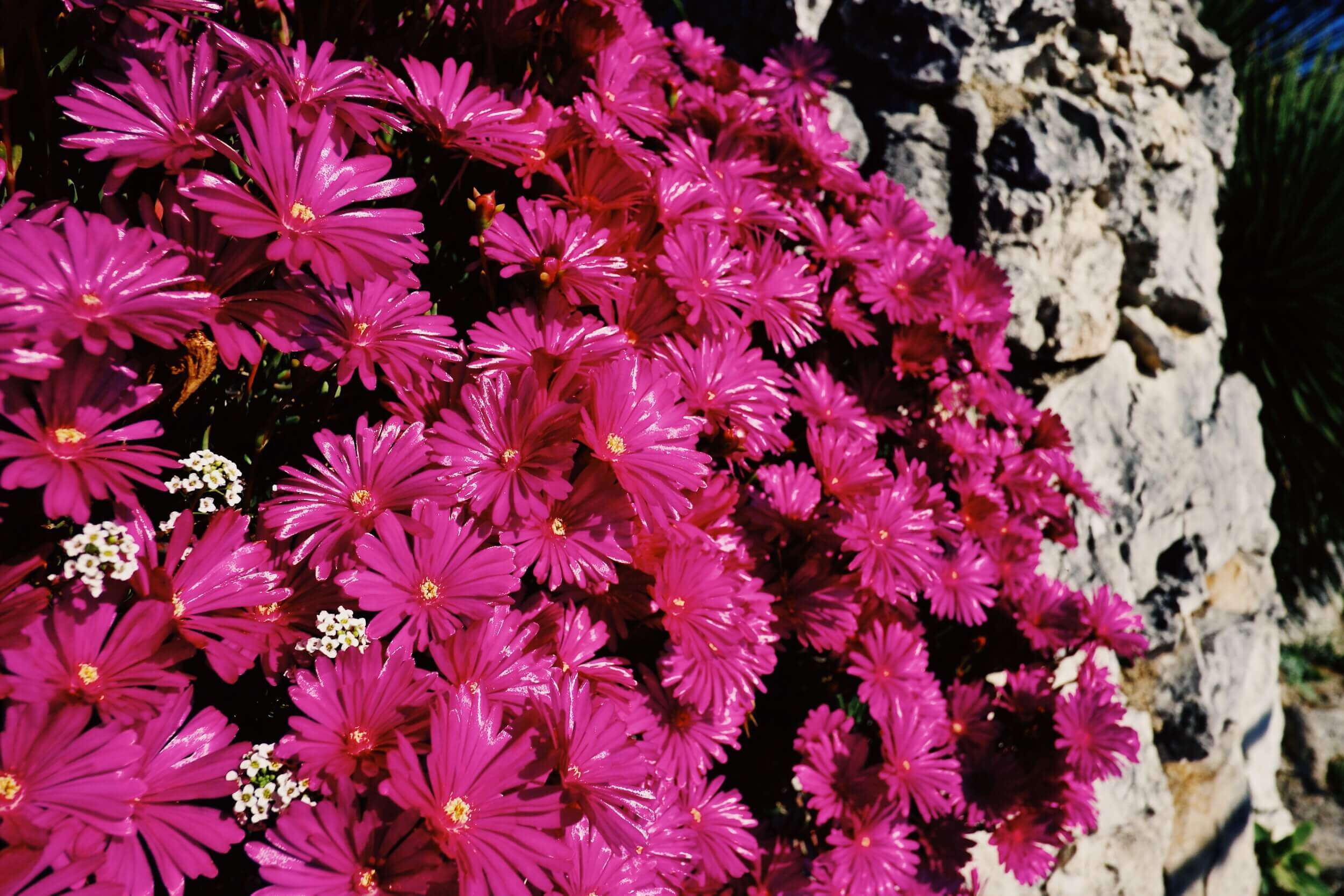 Èze Exotic Garden