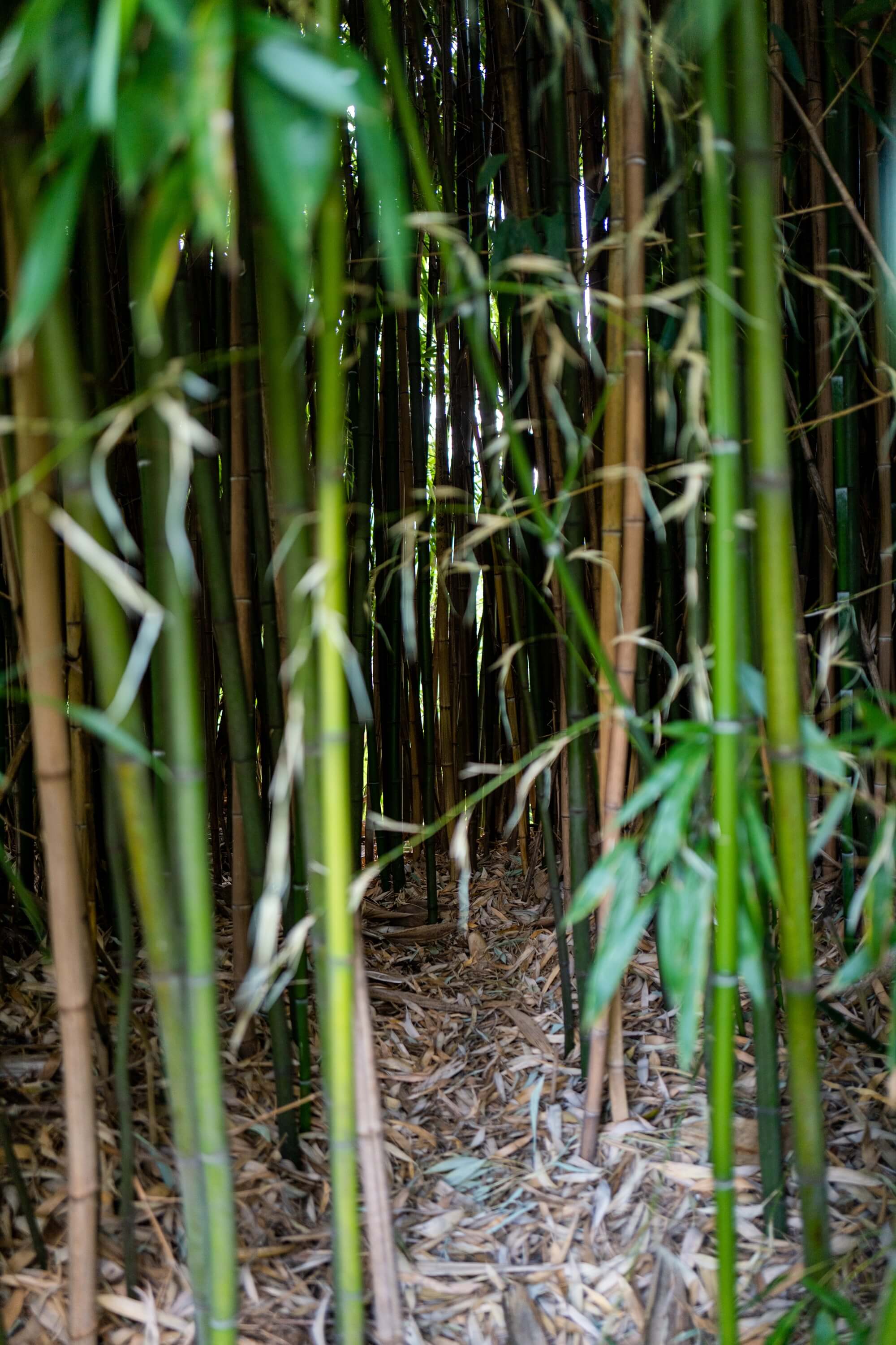 Bamboo