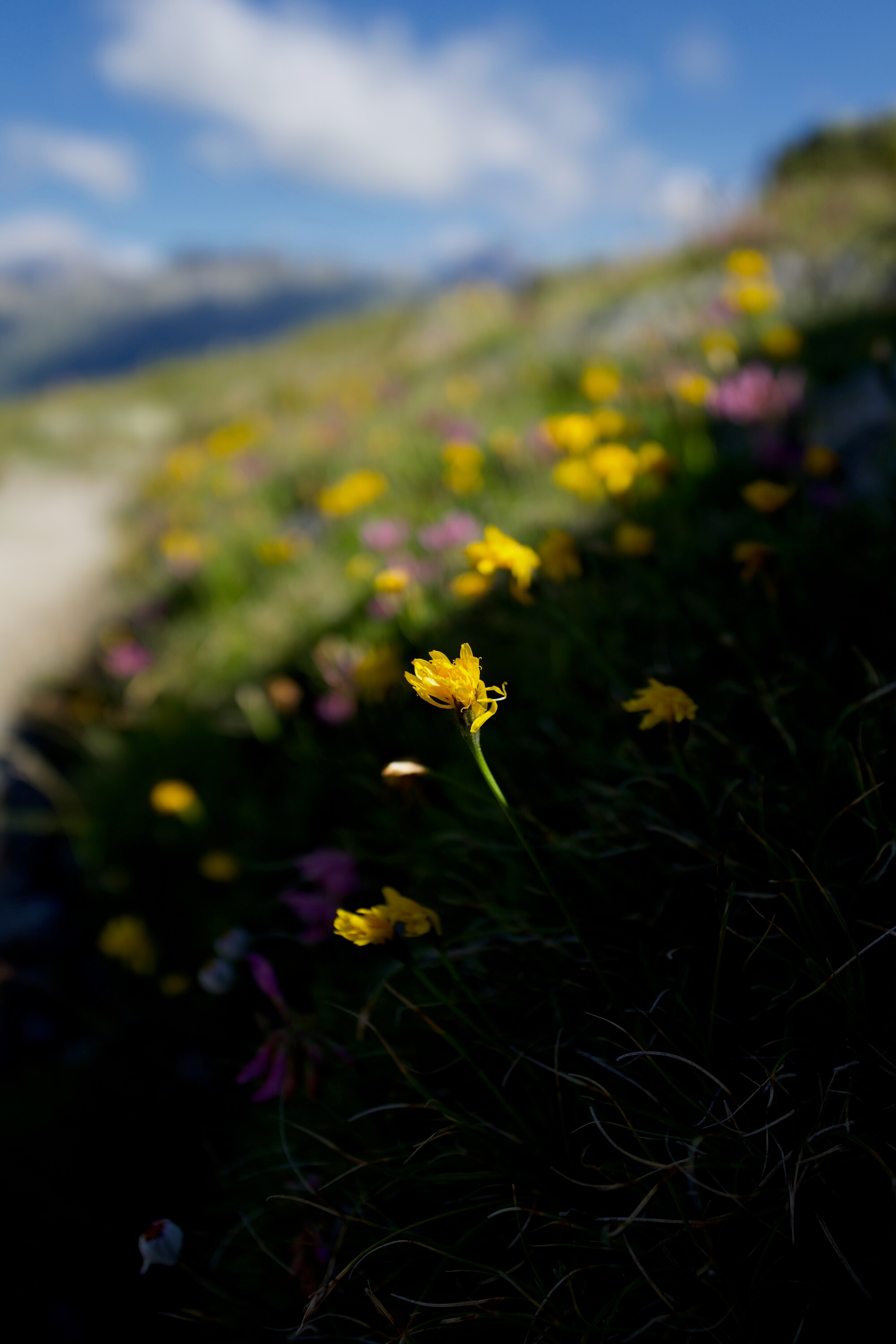 Hawkbit flowers