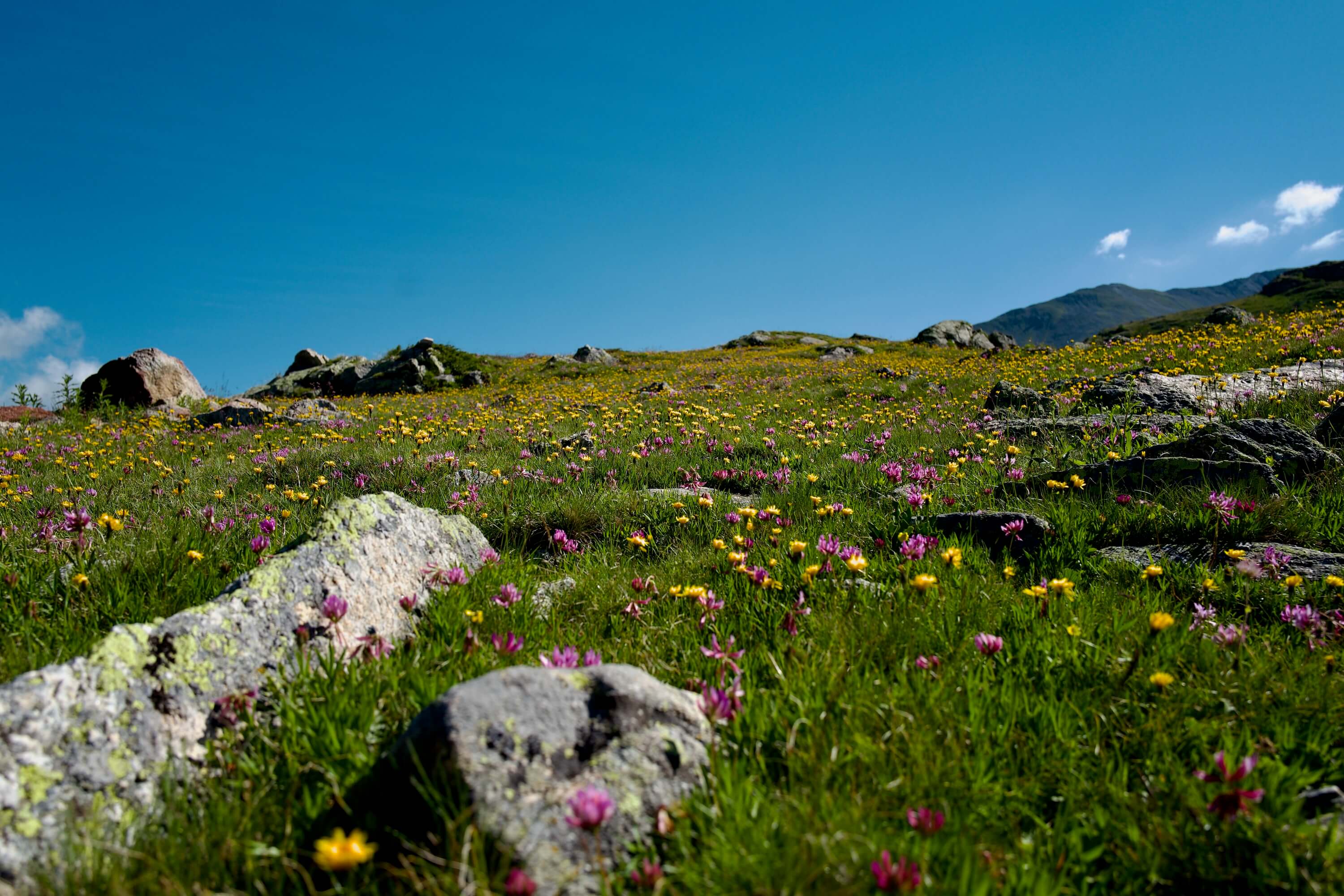 Alpine flowers at Muottas Muragl