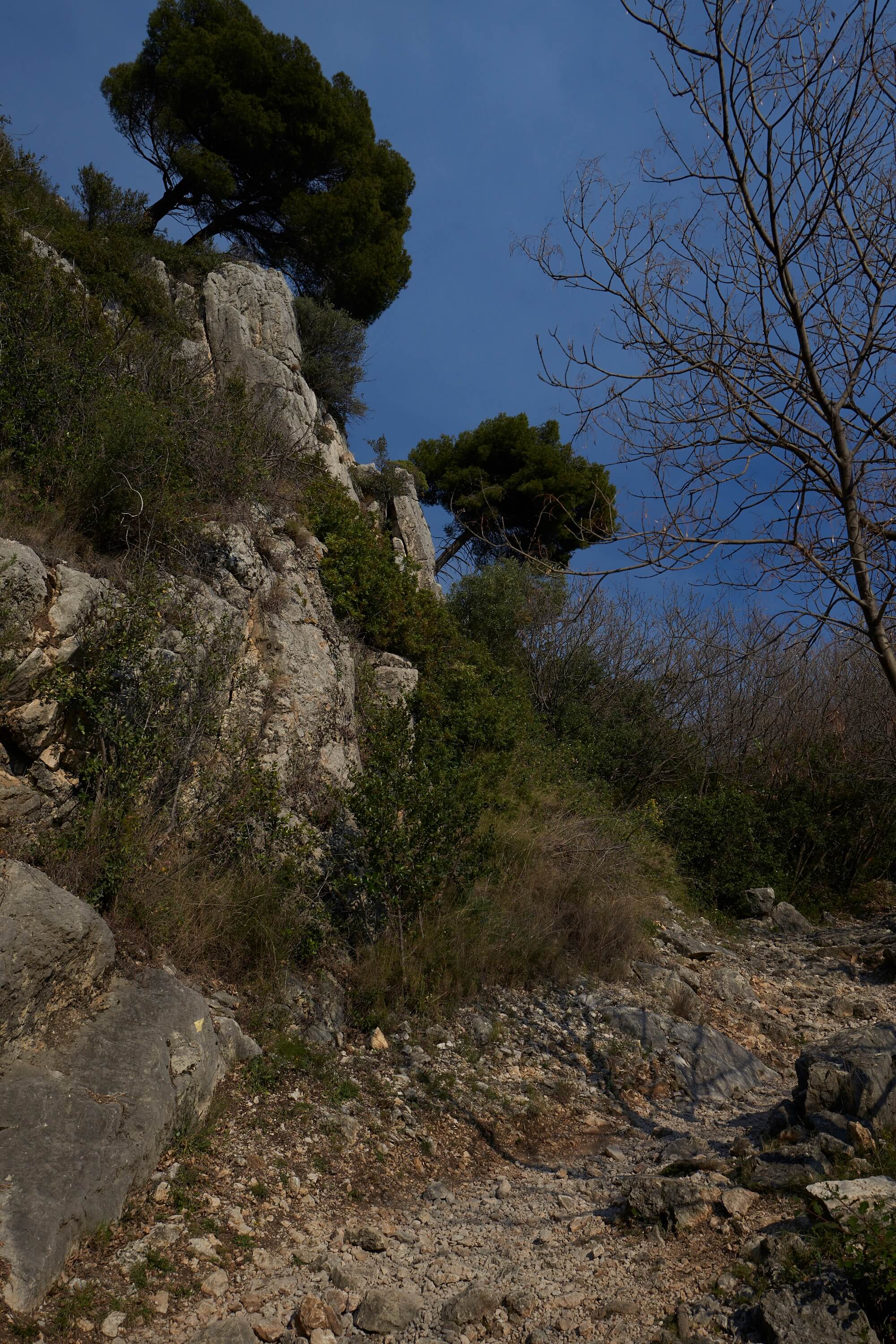 Climbing ever higher, the trees grow out of the limestone cliffs