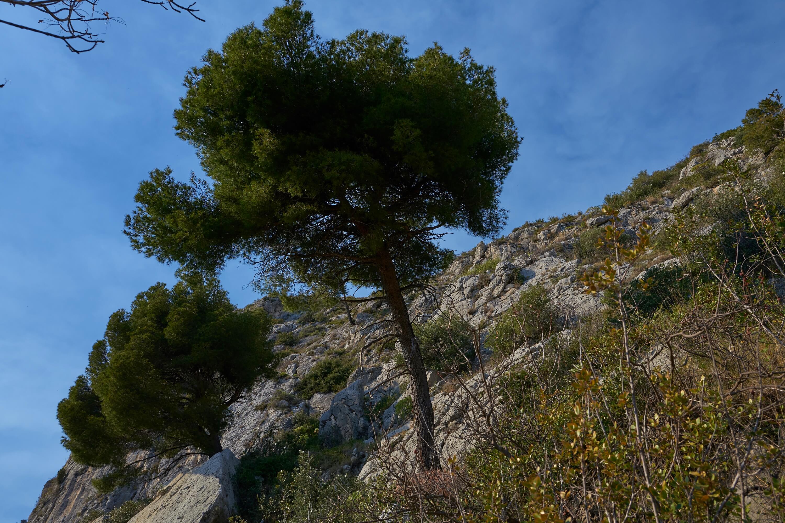 Climbing ever higher, the trees grow out of the limestone cliffs