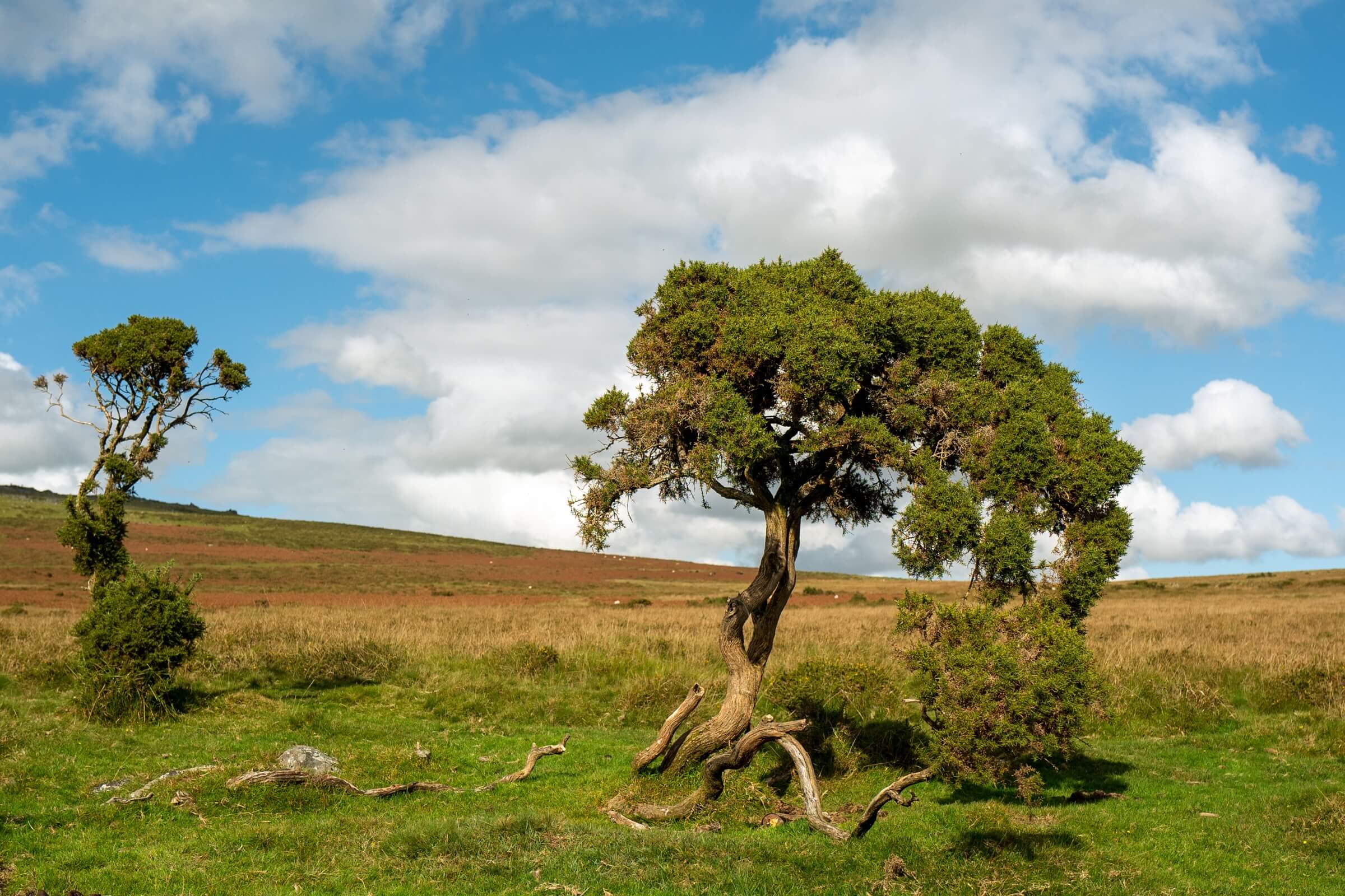 Pork Hill Dartmoor