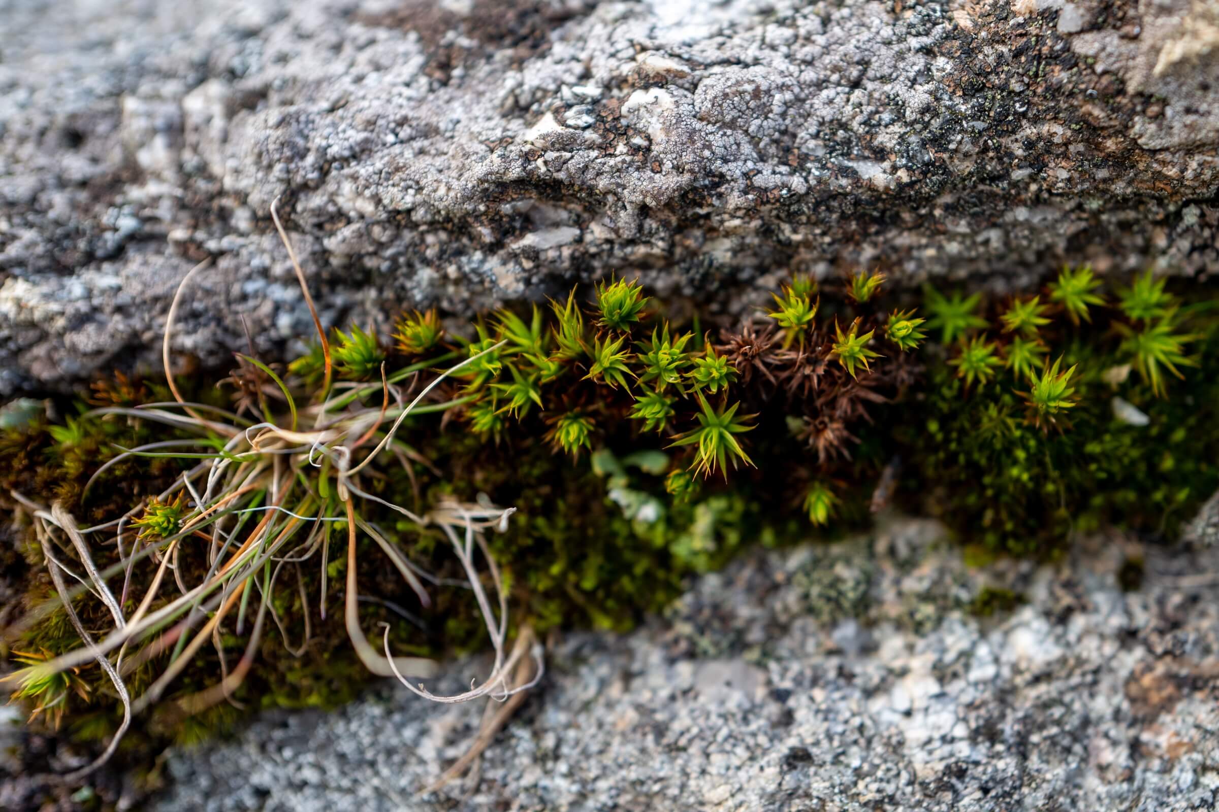 Pork Hill Dartmoor