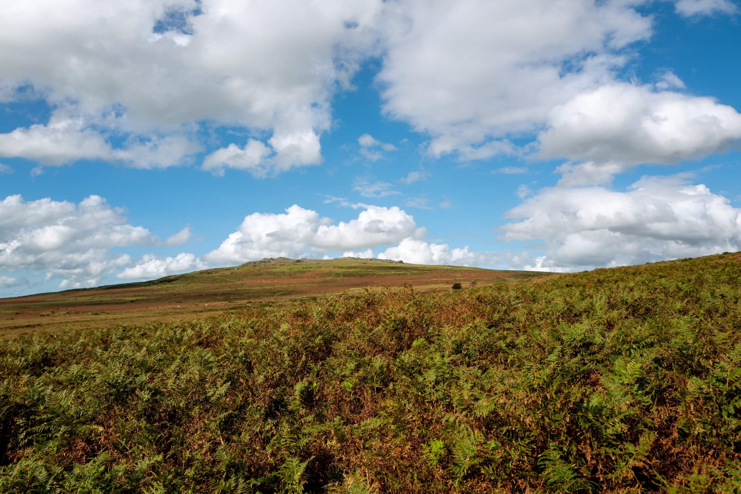 Pork Hill Dartmoor