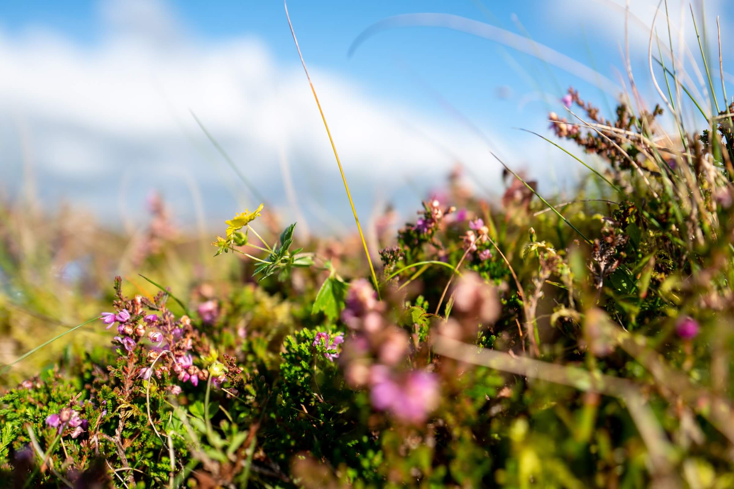 Pork Hill Dartmoor