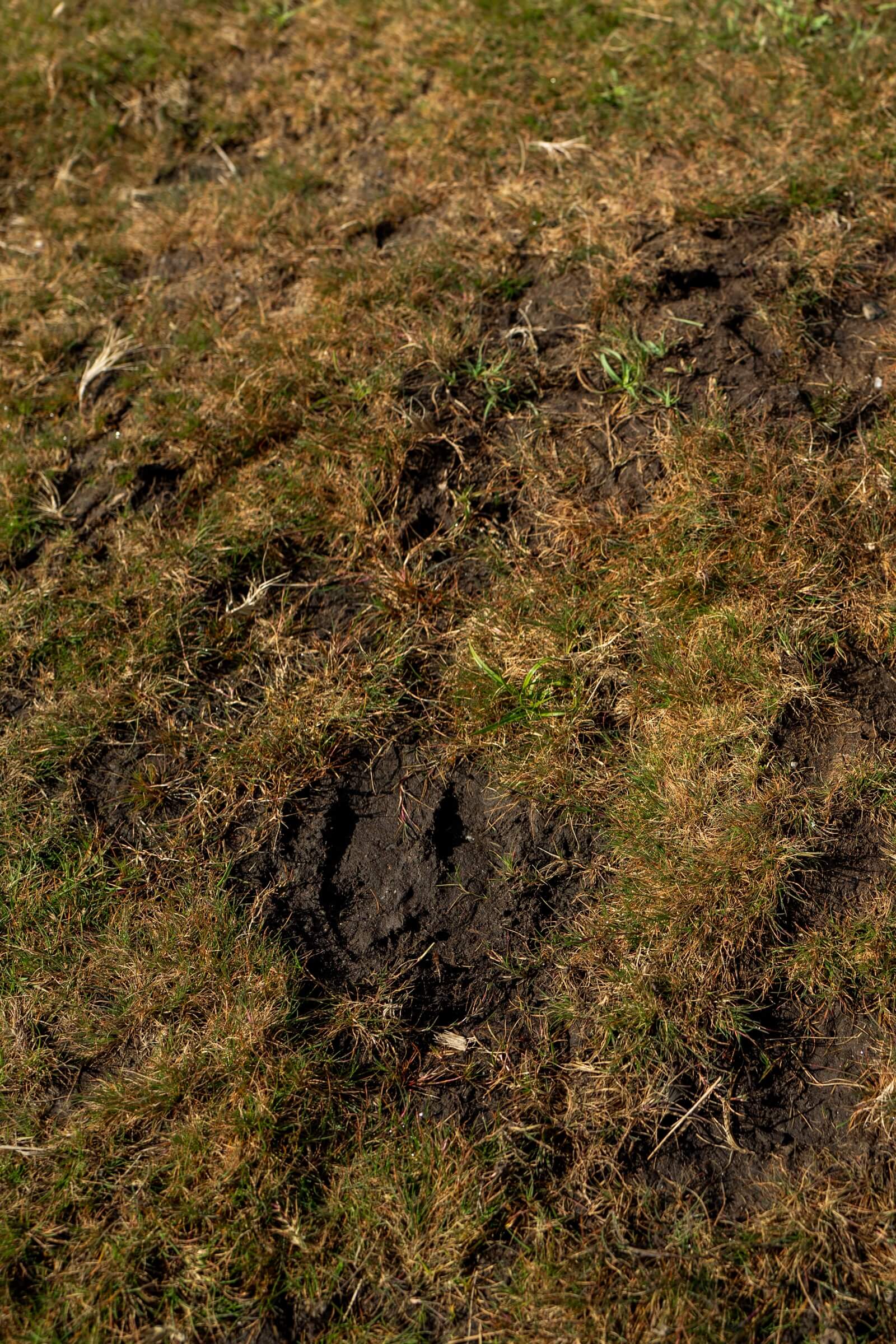 Pork Hill Dartmoor