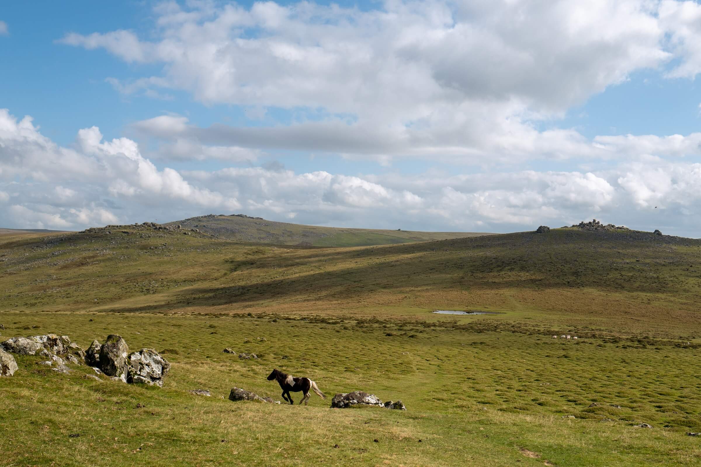 Pork Hill Dartmoor