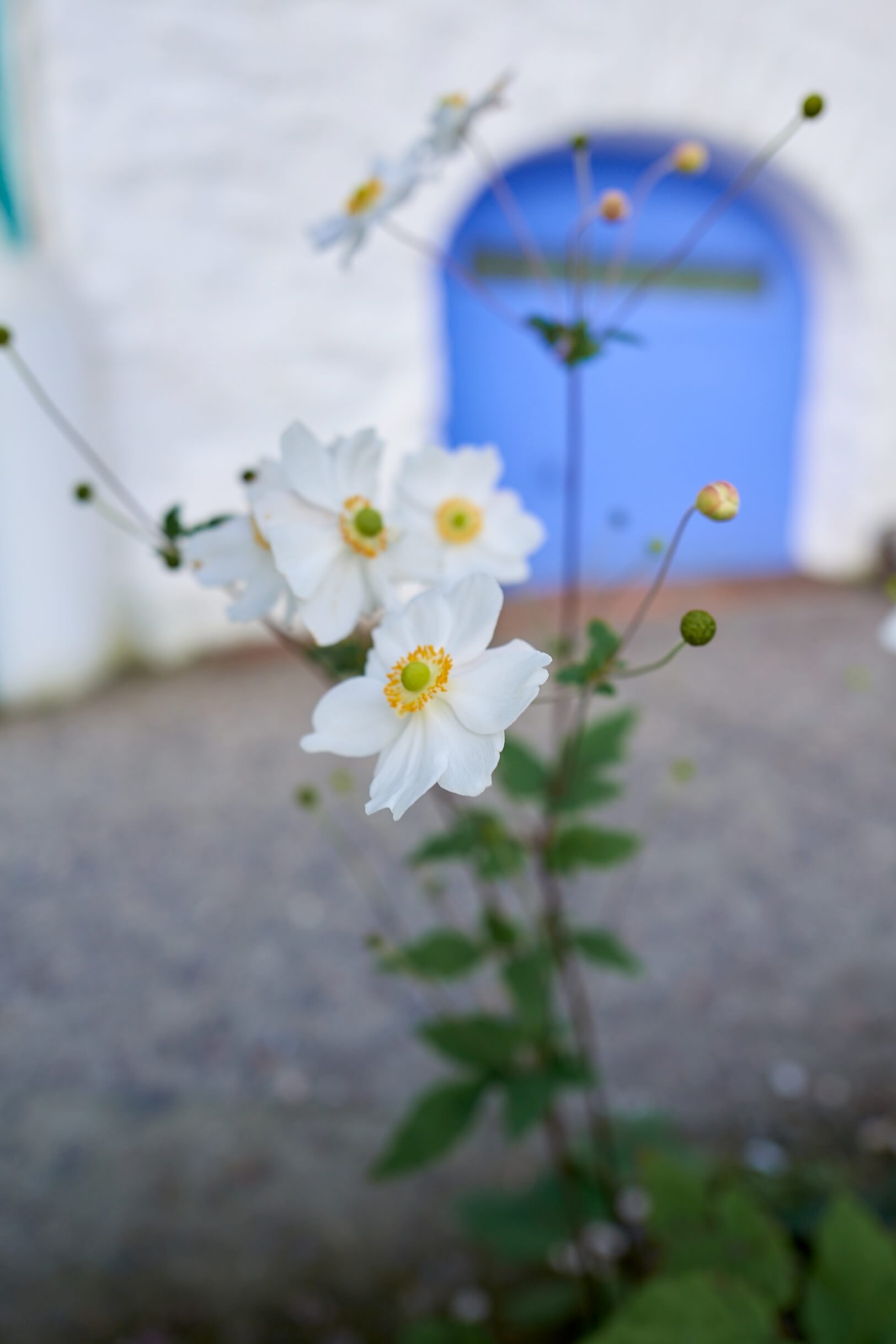 Portmeirion