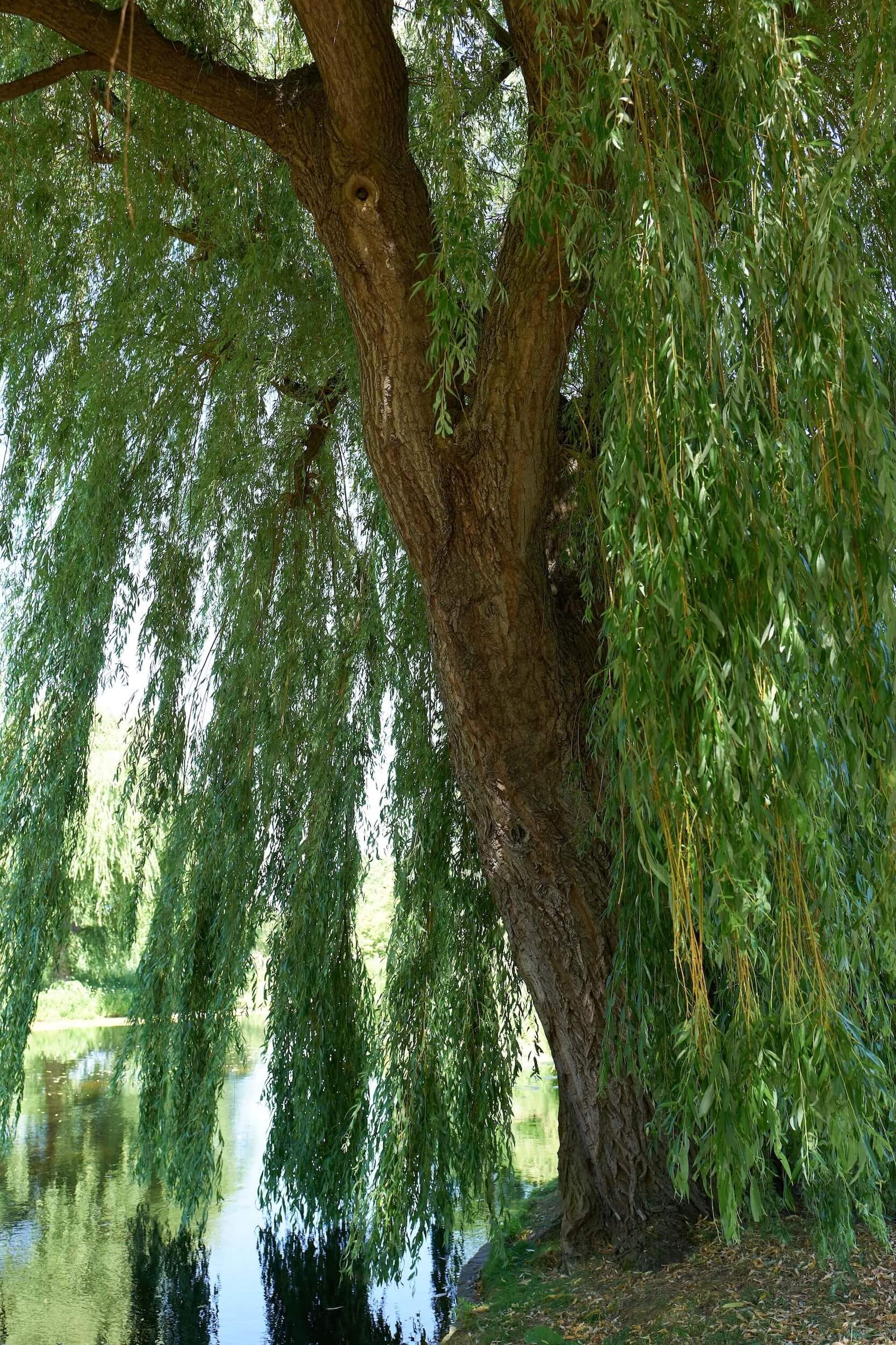 From the sculpted to the wild, the park is an oasis of calm