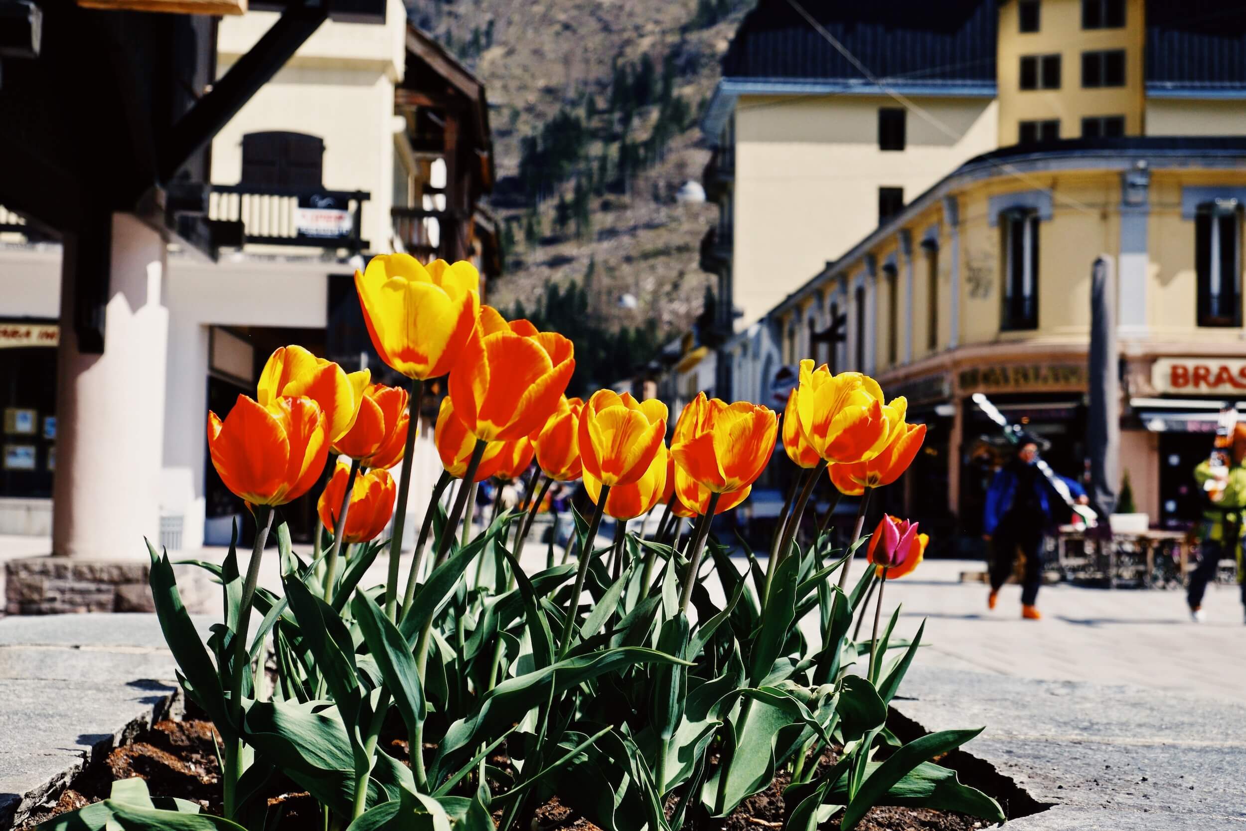 Skiers and tulips