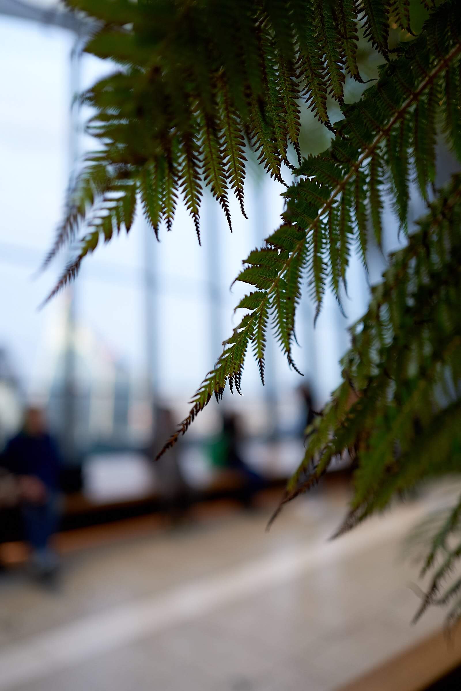 The Sky Garden