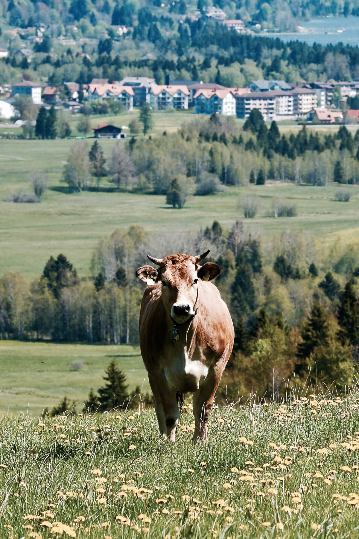 Vallee de Joux
